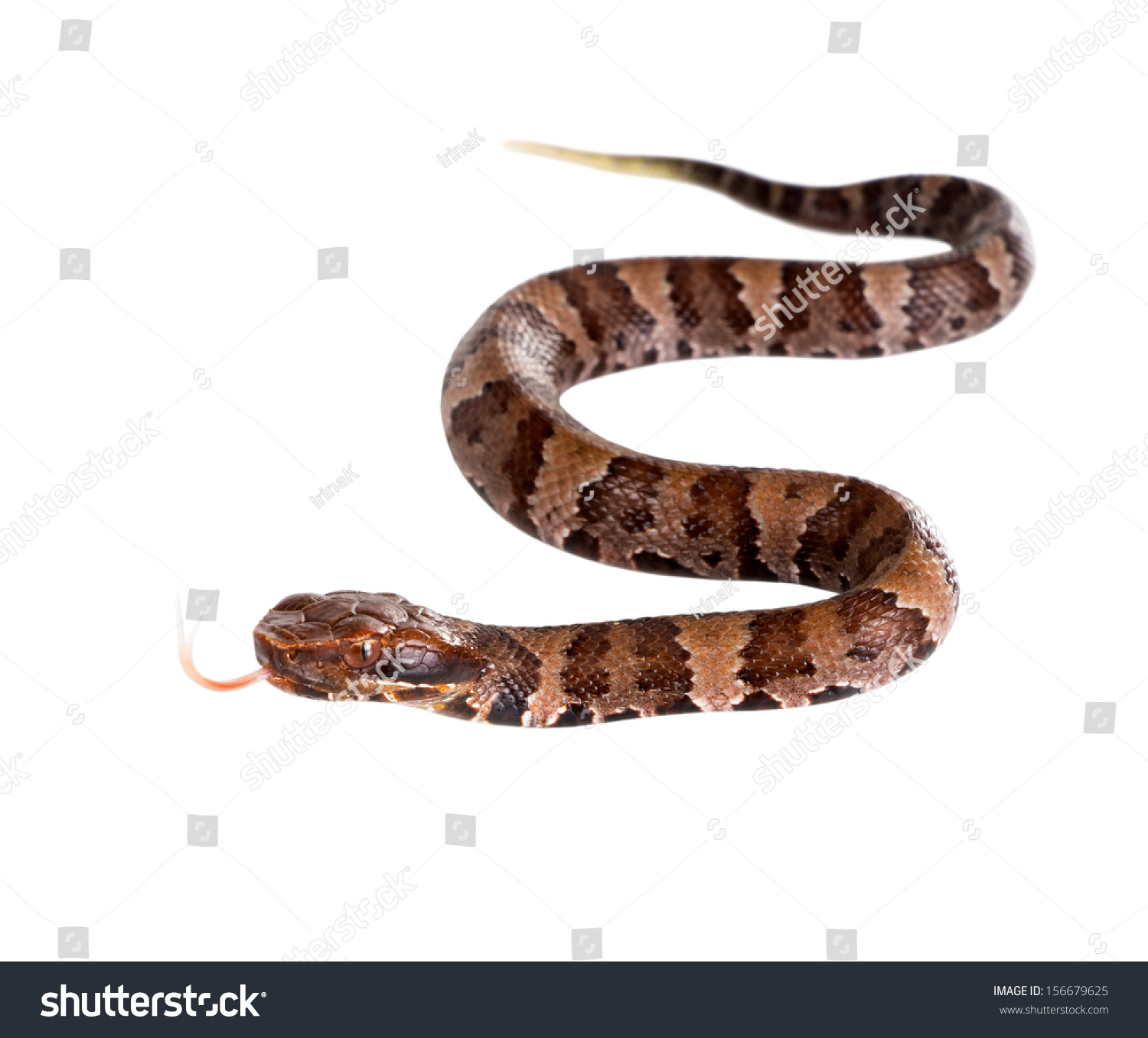 Young Snake American Copperhead Agkistrodon Contortrix Stock Photo ...