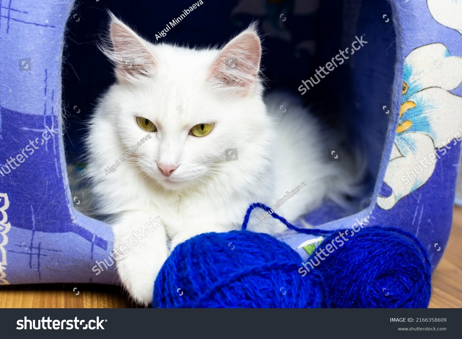 1,621 Angora house Images, Stock Photos & Vectors | Shutterstock