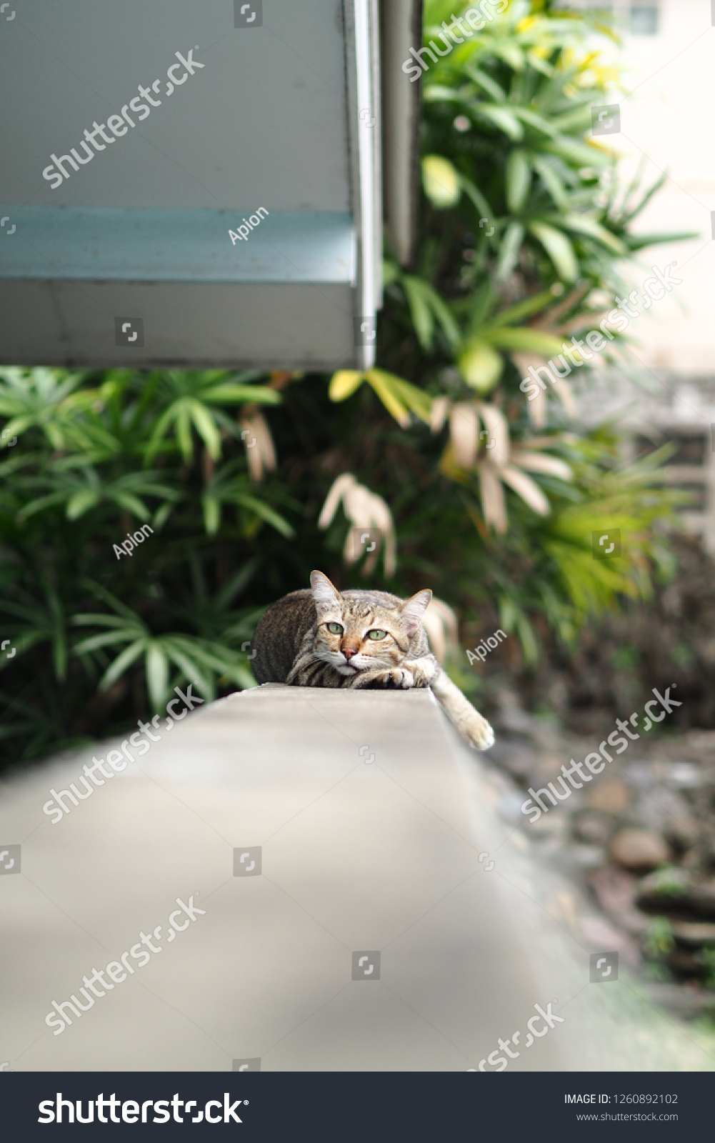 Abandoned Cat Street Cat Relax On Stock Photo Edit Now 1260892102