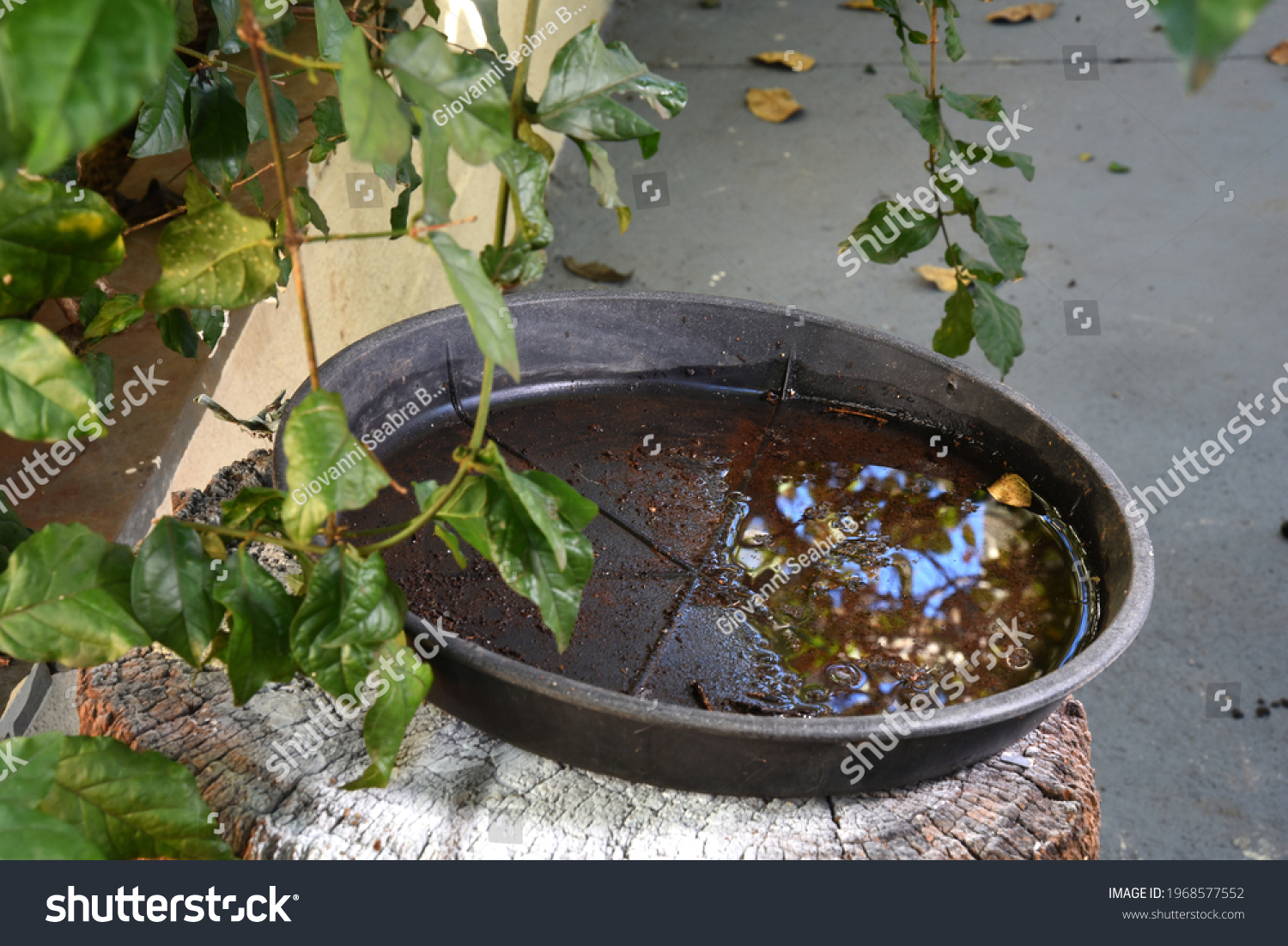 494 Standing Water Mosquito Images Stock Photos Vectors Shutterstock   Stock Photo Abandoned Vessel With Standing Water Inside Aedes Aegypti Larvae Proliferation Site Dengue 1968577552 