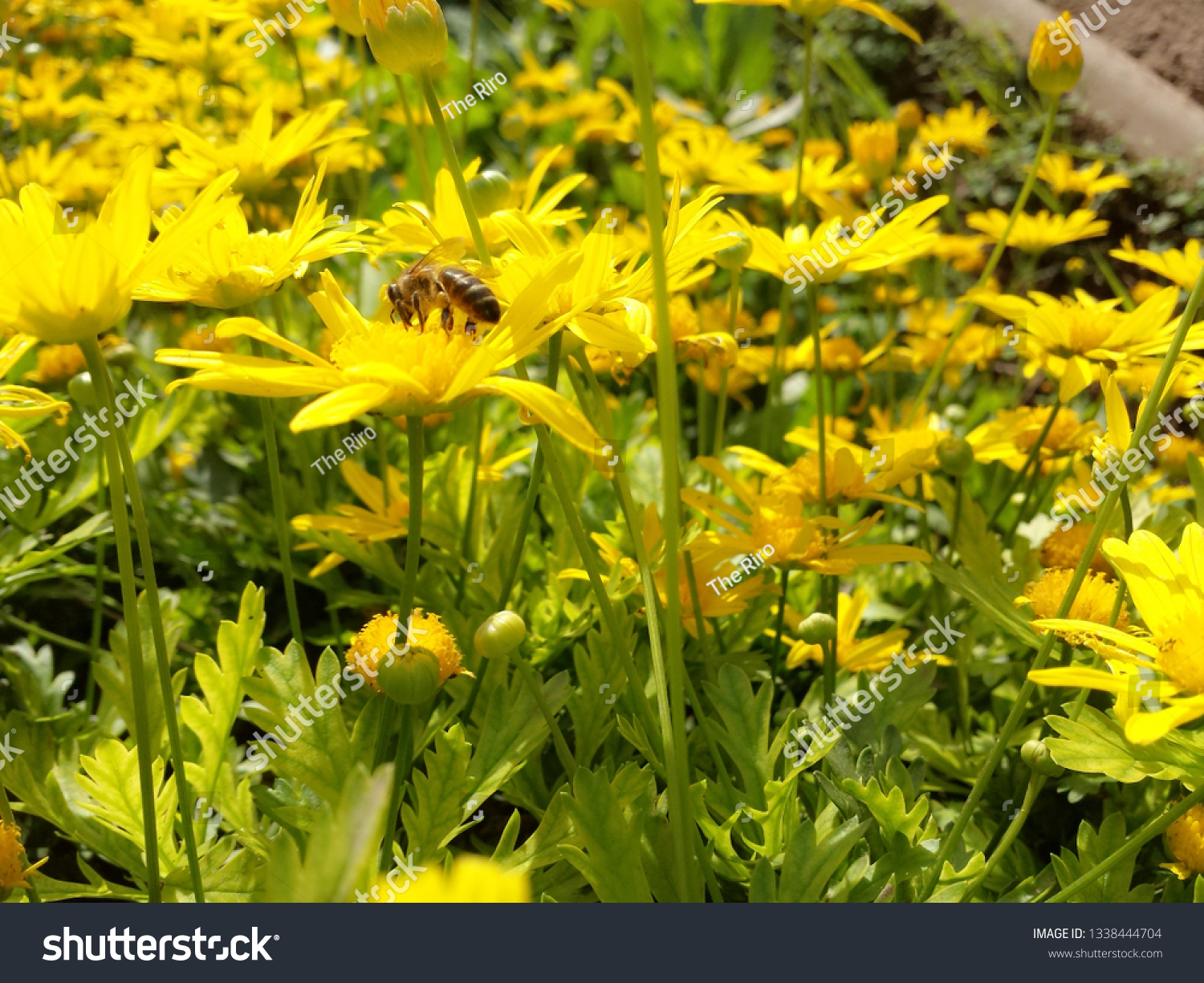 Abeille Dans Une Fleur De Tournesol Stock Photo Edit Now