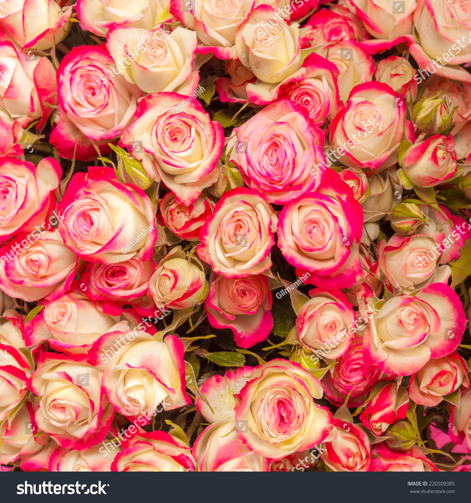 Abstract Background Texture Of Flowers. Close-Up. Stock Photo 220509385 ...