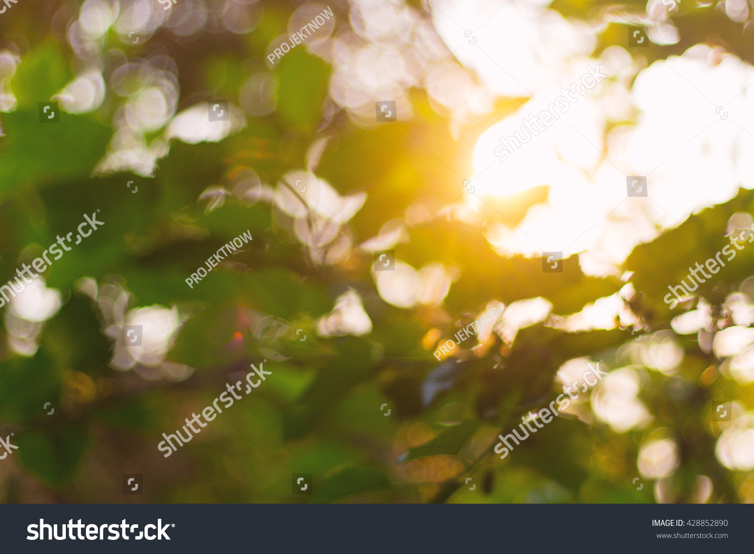 588 Dappled sunlight through leaves Images, Stock Photos & Vectors ...