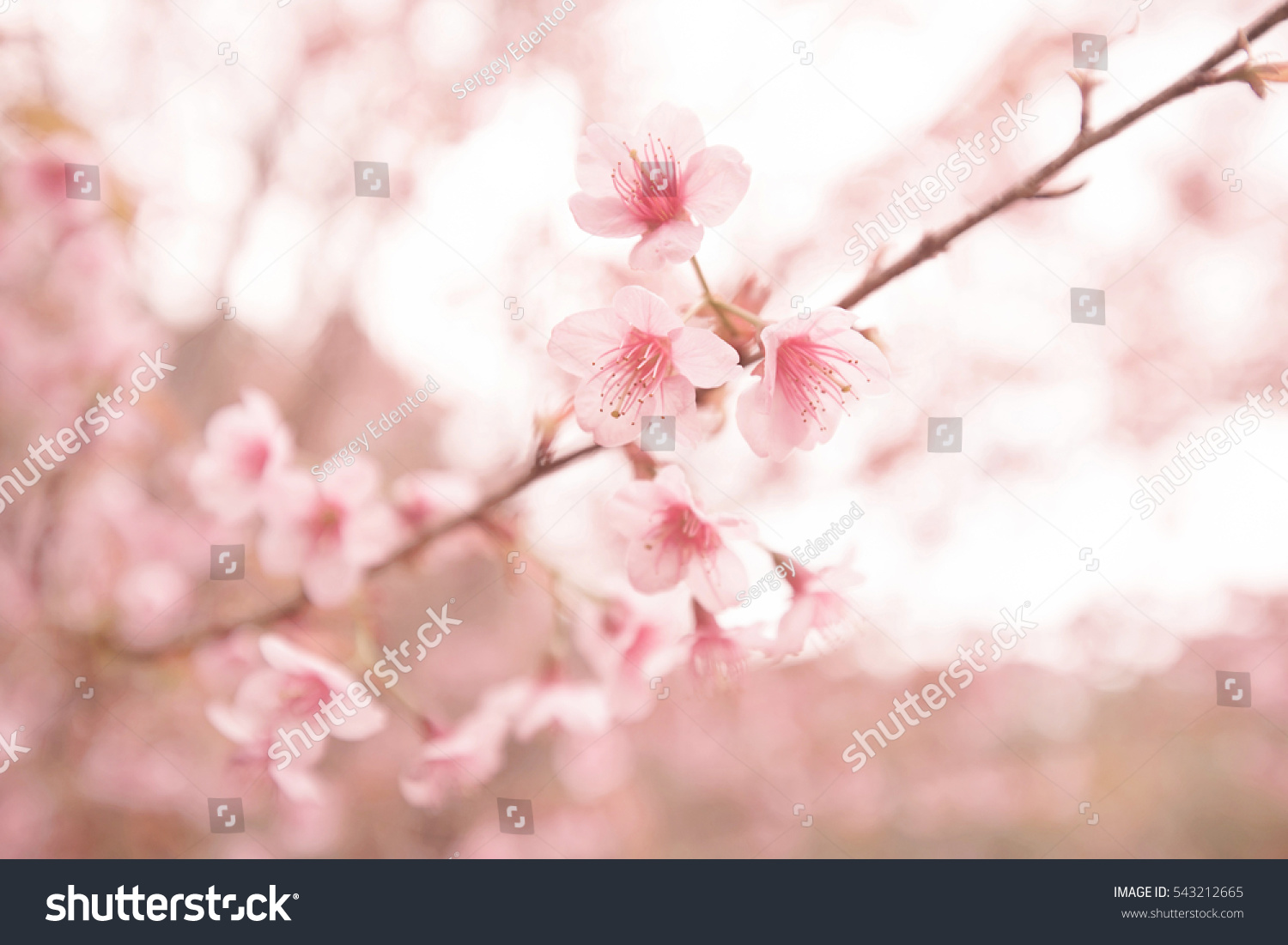 Abstract Cherry Blossom Soft Focus Background Stock Photo Edit