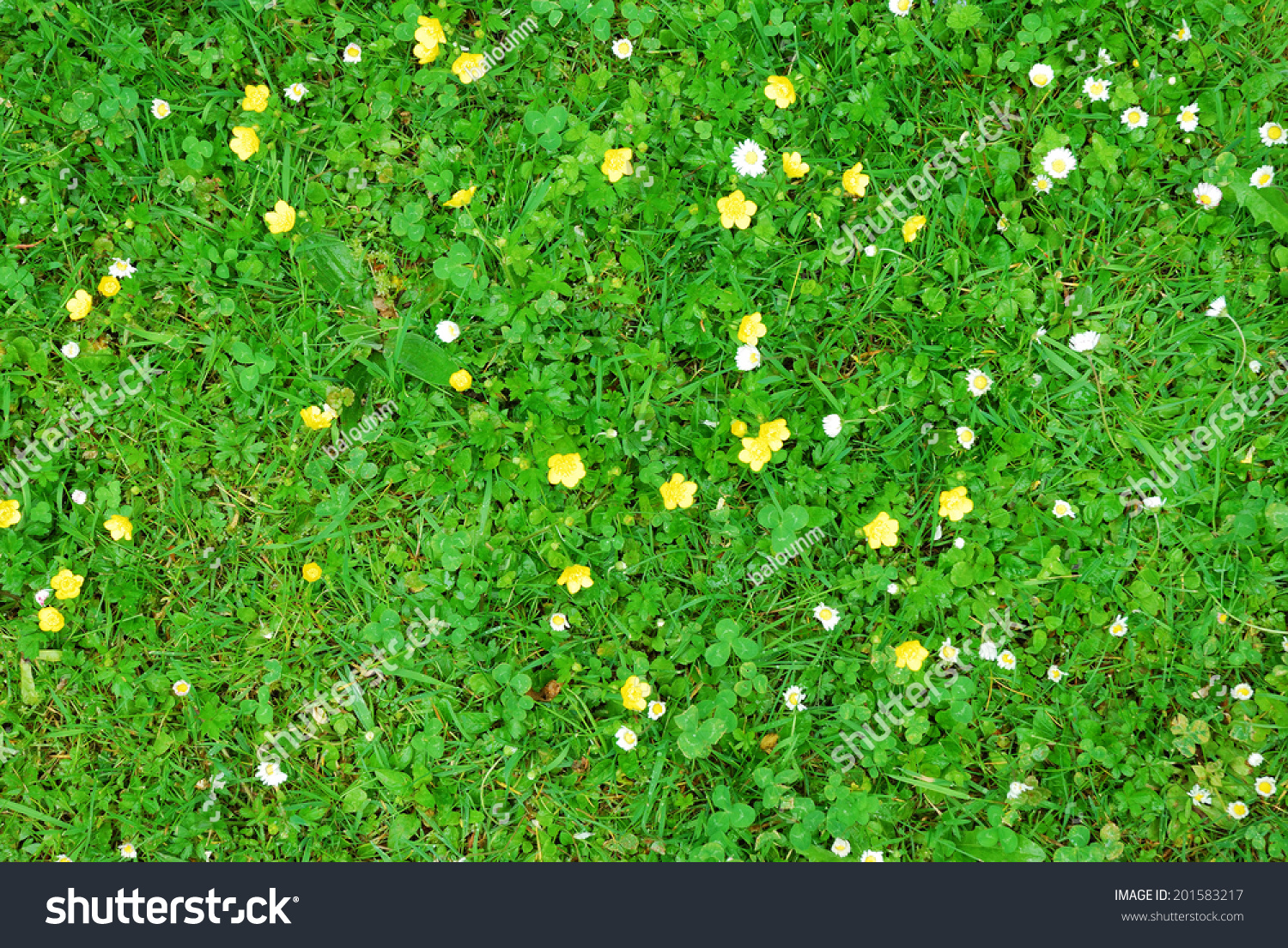 Abstract Green Grass Texture White Yellow Stock Photo 201583217 ...