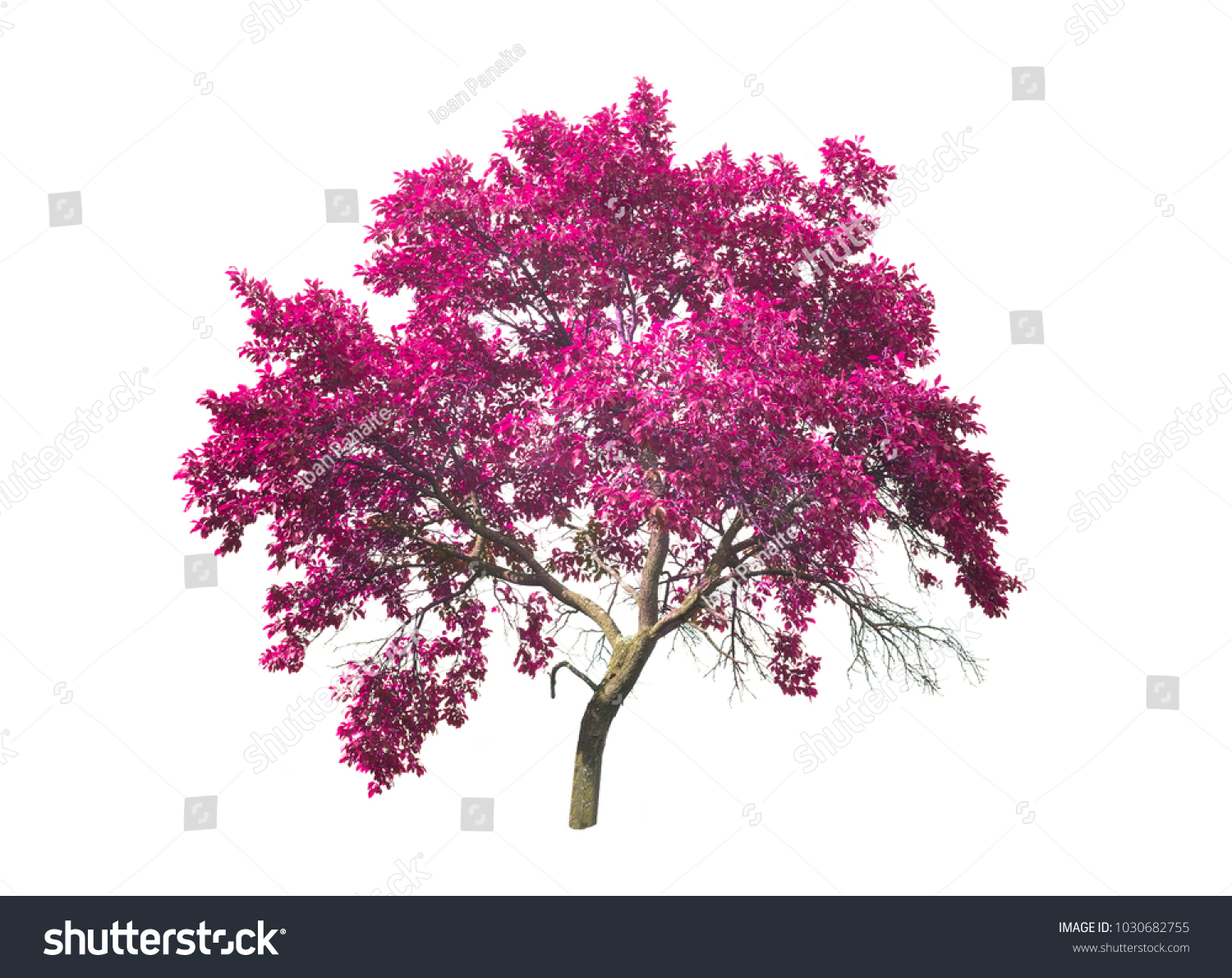 1,037,491 Isolated flower tree Images, Stock Photos & Vectors ...