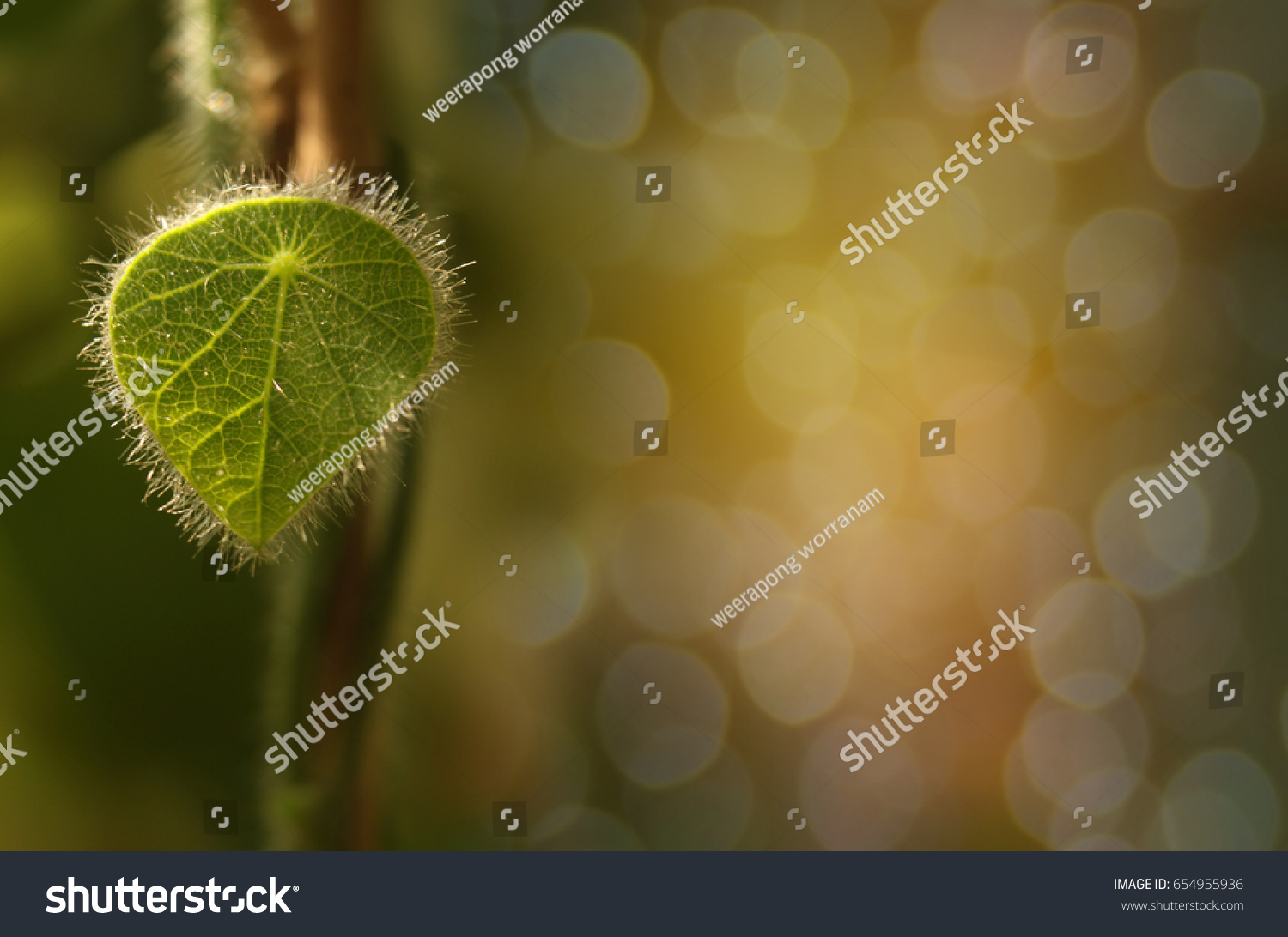 Abstract Soft Blurred And Soft Focus The Silhouette Of Paddy Rice Field