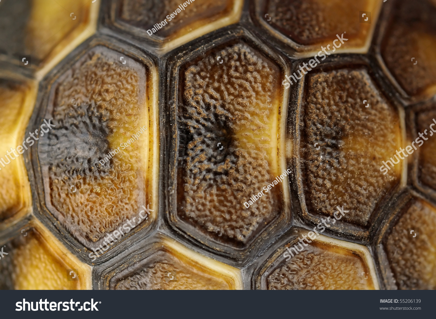 Abstract Tortoise Shell Stock Photo 55206139 : Shutterstock