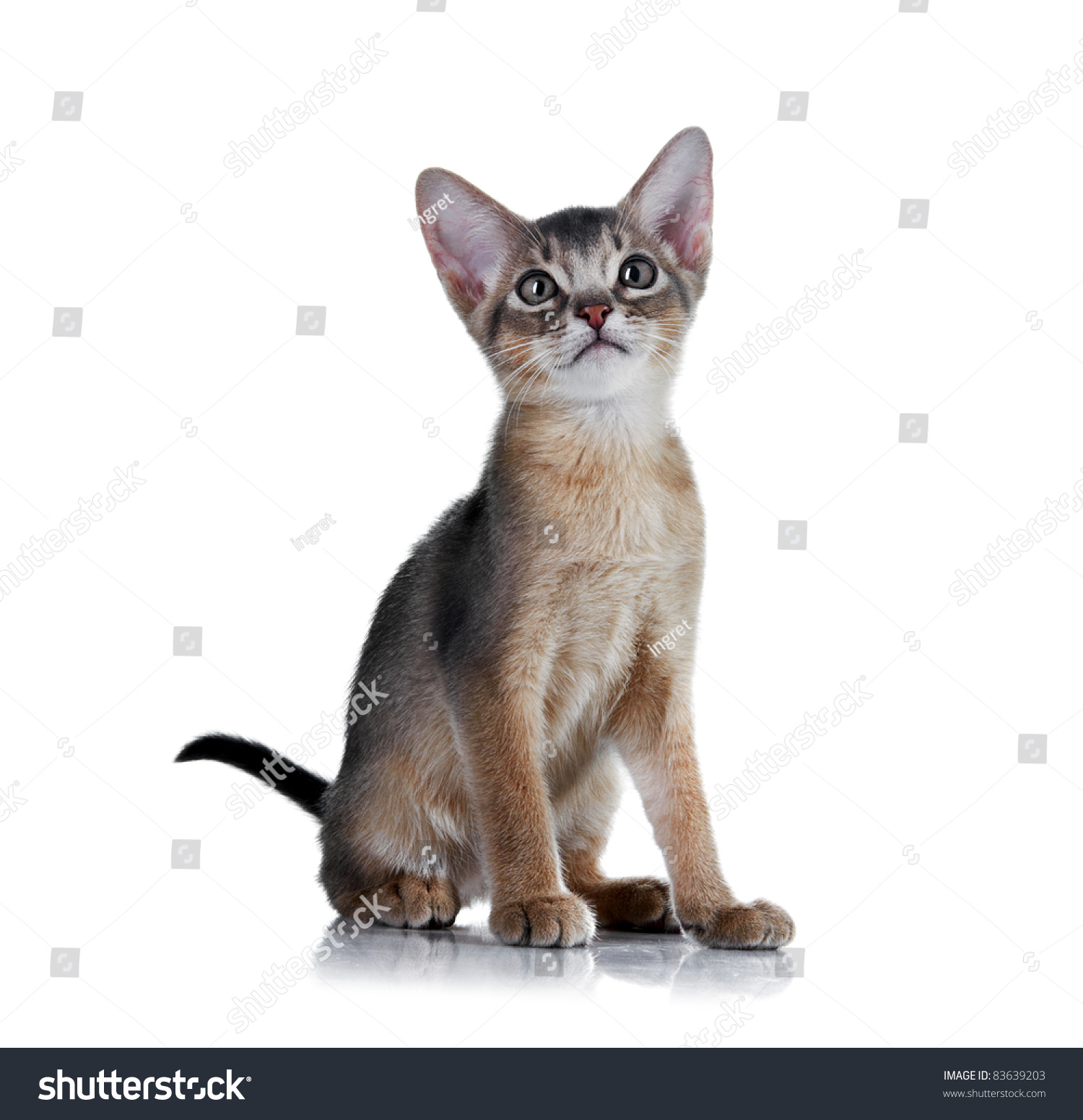 Is Abyssinian Kittens For Sale Nyc Still Relevant ...