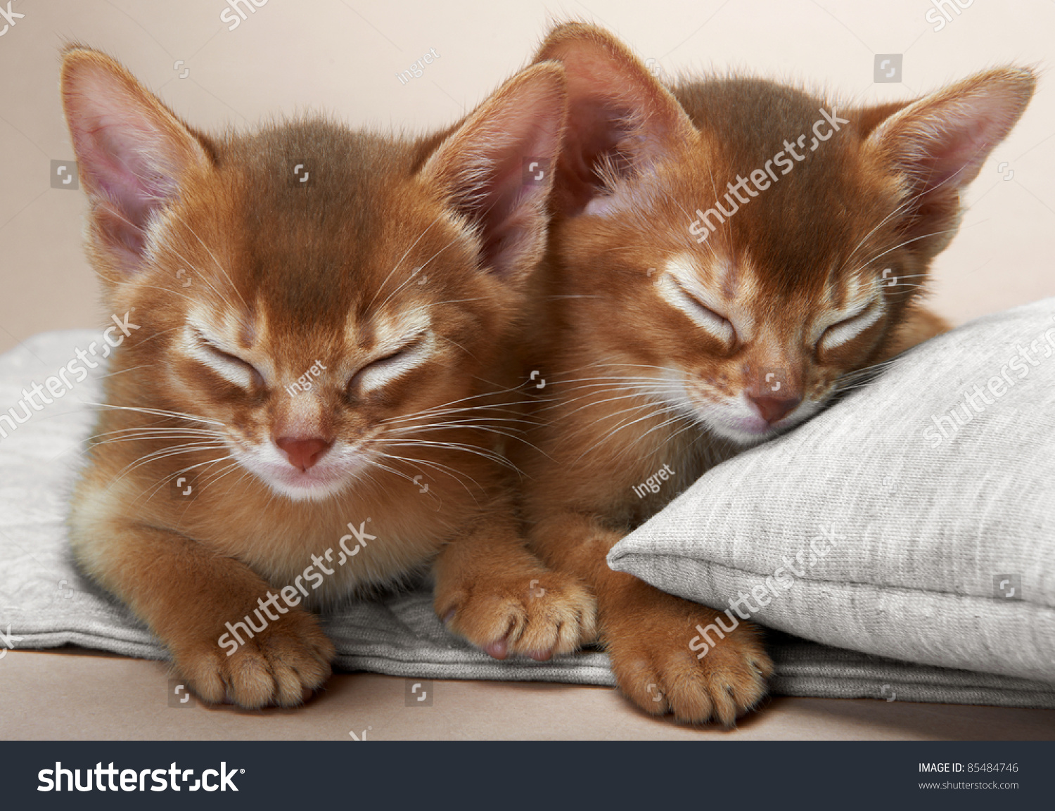 Abyssinian Kitten Age 1 Month Stock Photo 85484746 - Shutterstock Abyssinian Kitten Age 1 Month Stock Photo 85484746 - Shutterstock