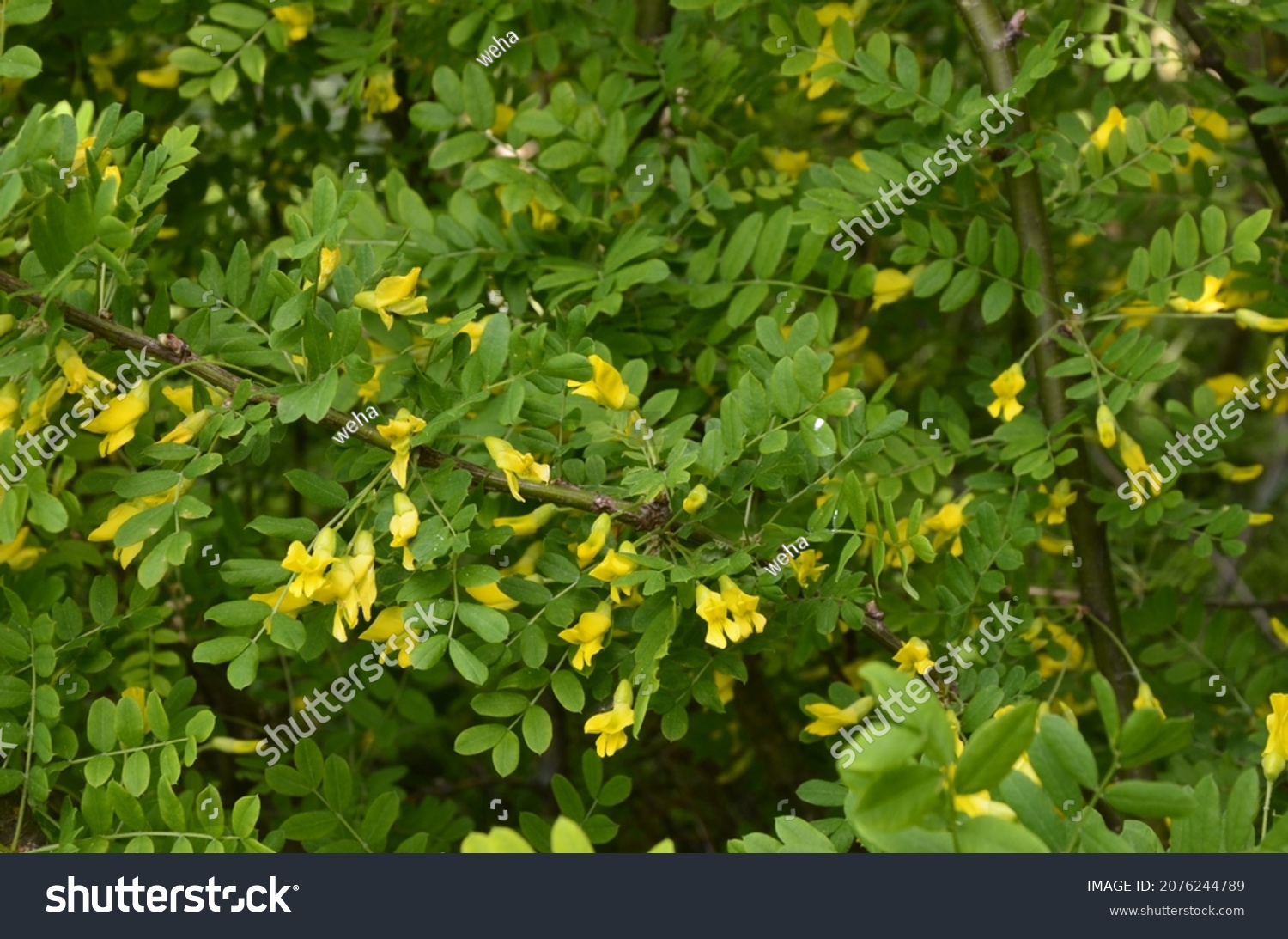 Acacia Tree Branch Green Leaves Yellow Stock Photo (Edit Now) 2076244789