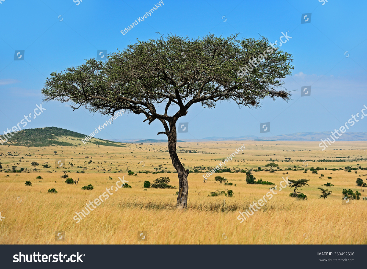 Acacia Tree Open Savanna Plains East Stock Photo (edit Now) 360492596