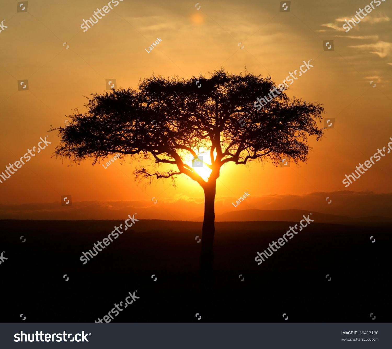 Single Acacia Tree at Sunrise, Masai Mara, Kenya загрузить