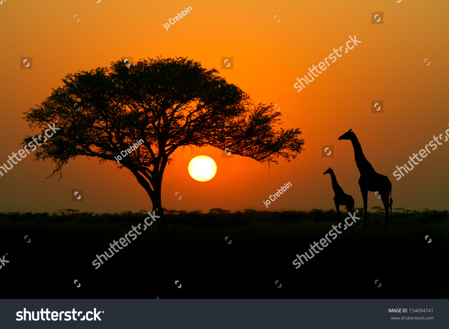 Acacia Tree Sunset Giraffes Silhouette Africa Stock Photo 154094741 ...
