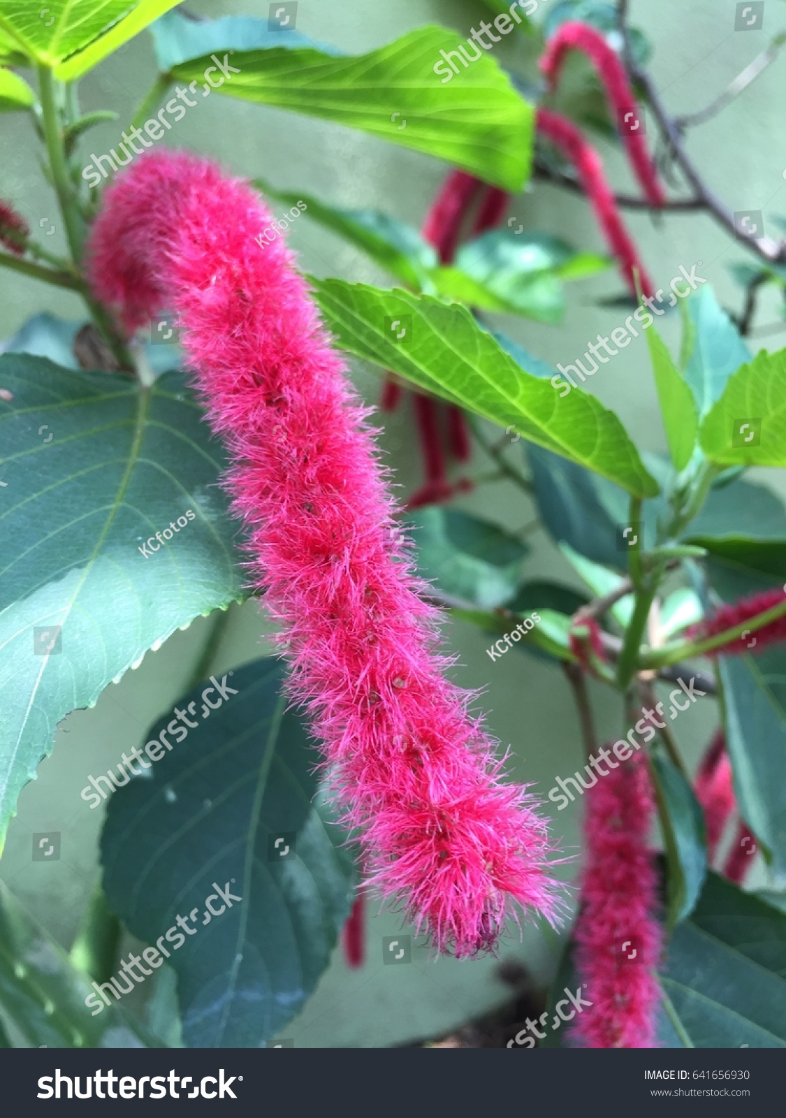 Acalypha Reptans Dwarf Chenille Firetail Stock Photo Edit Now 641656930