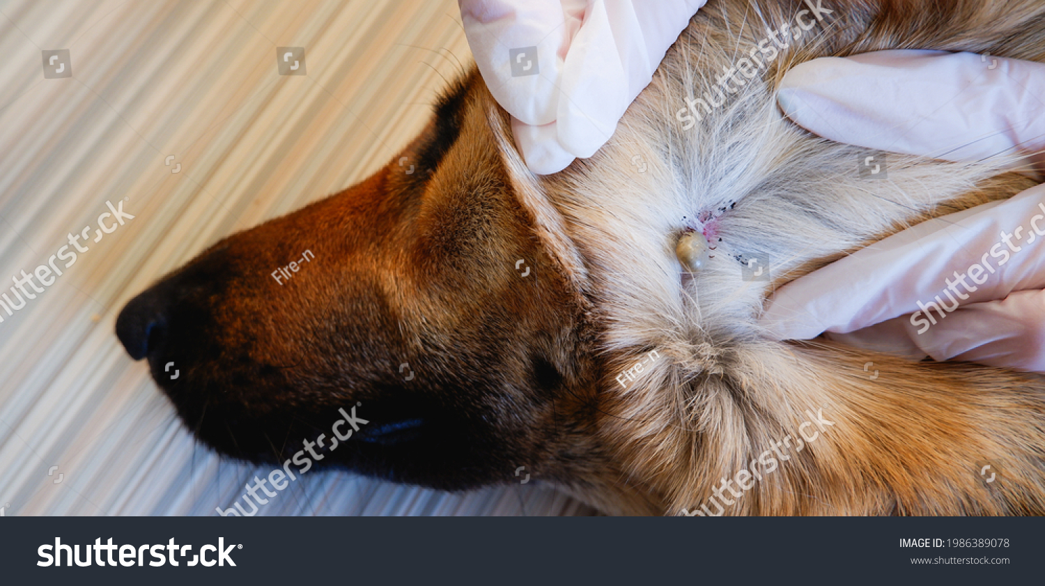 80 Dog bitten tick Images, Stock Photos & Vectors | Shutterstock