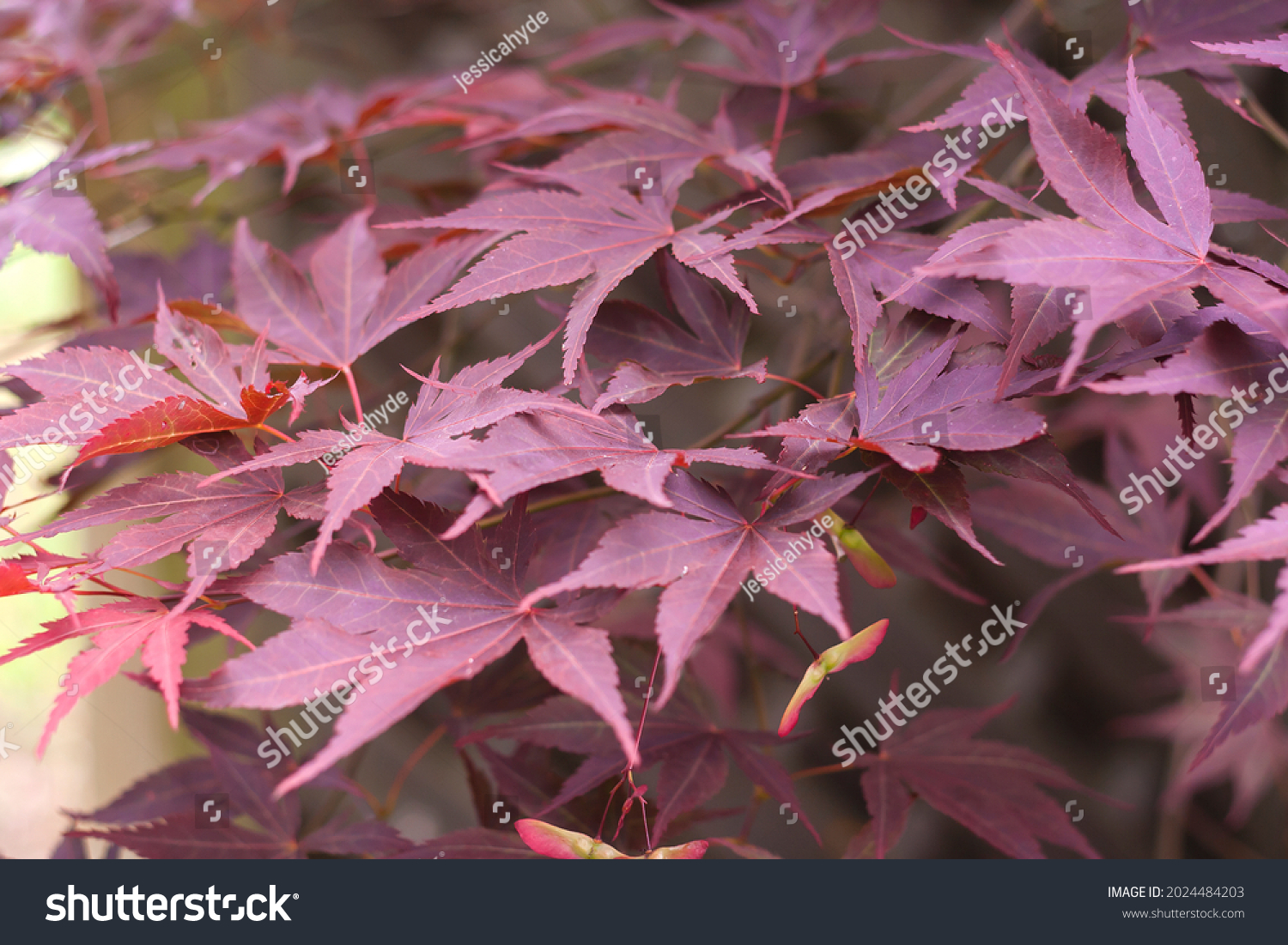 Acer Palmatum Japanese Maple Tree Red Stock Photo 2024484203 | Shutterstock