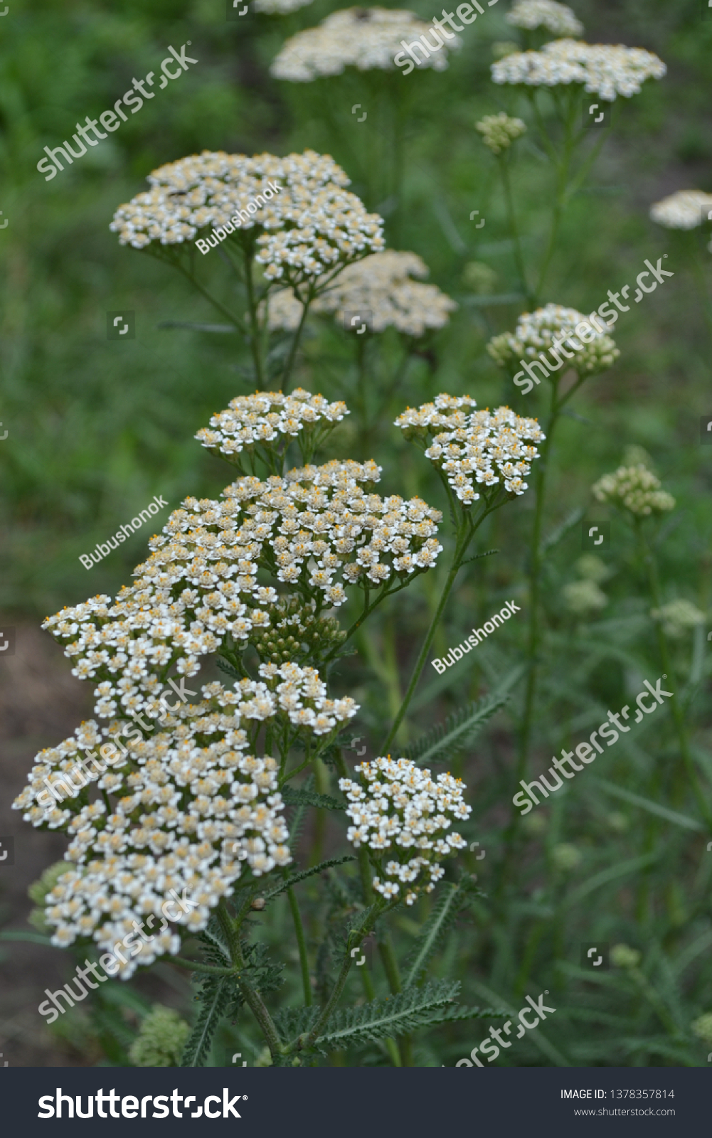 Achillea Millefolium Hairy Herb Rhizome Asteraceae Stock Photo ...