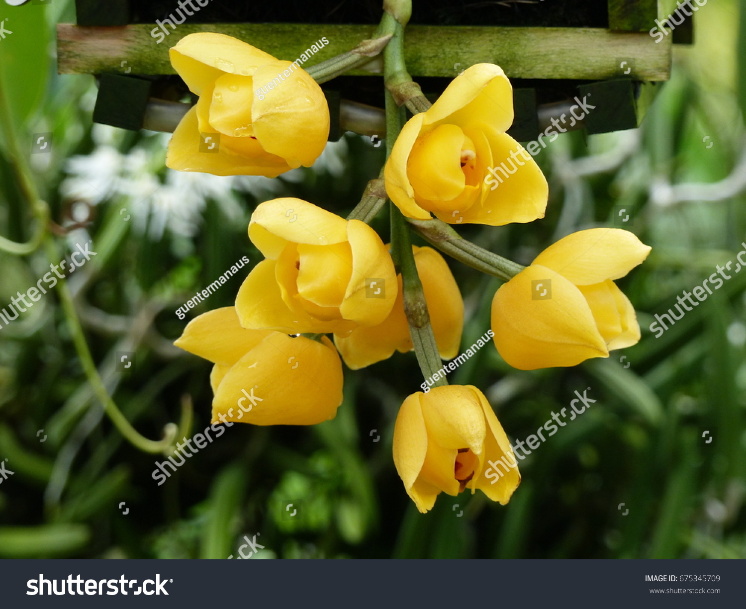TÌNH YÊU LAN - Page 54 Stock-photo-acineta-sulcata-orchid-family-orchidaceae-675345709