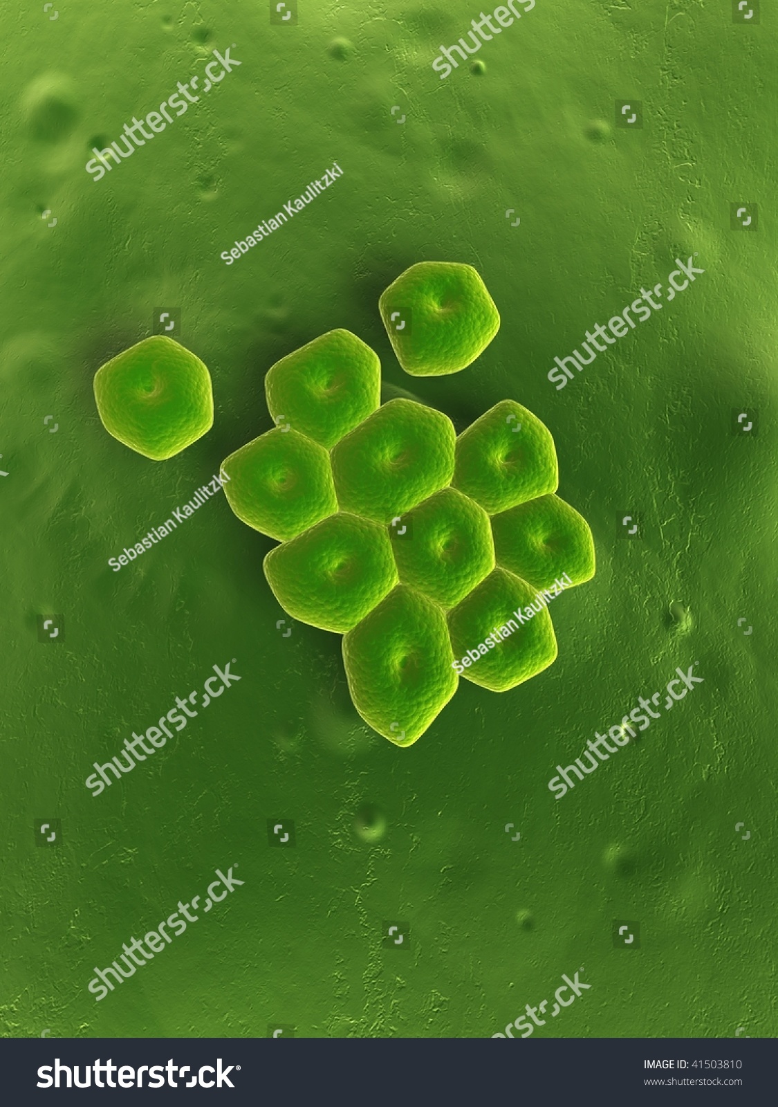 Acinetobacter Stock Illustration 41503810 - Shutterstock