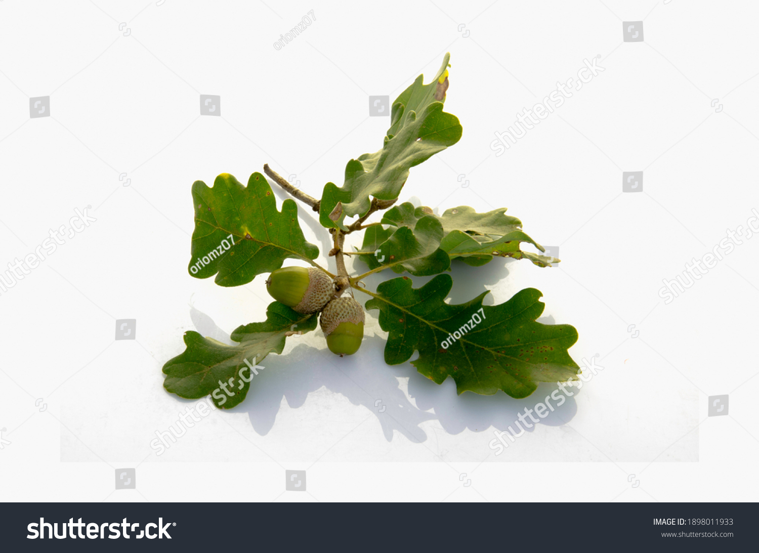 White oak acorn Stock Photos, Images & Photography | Shutterstock