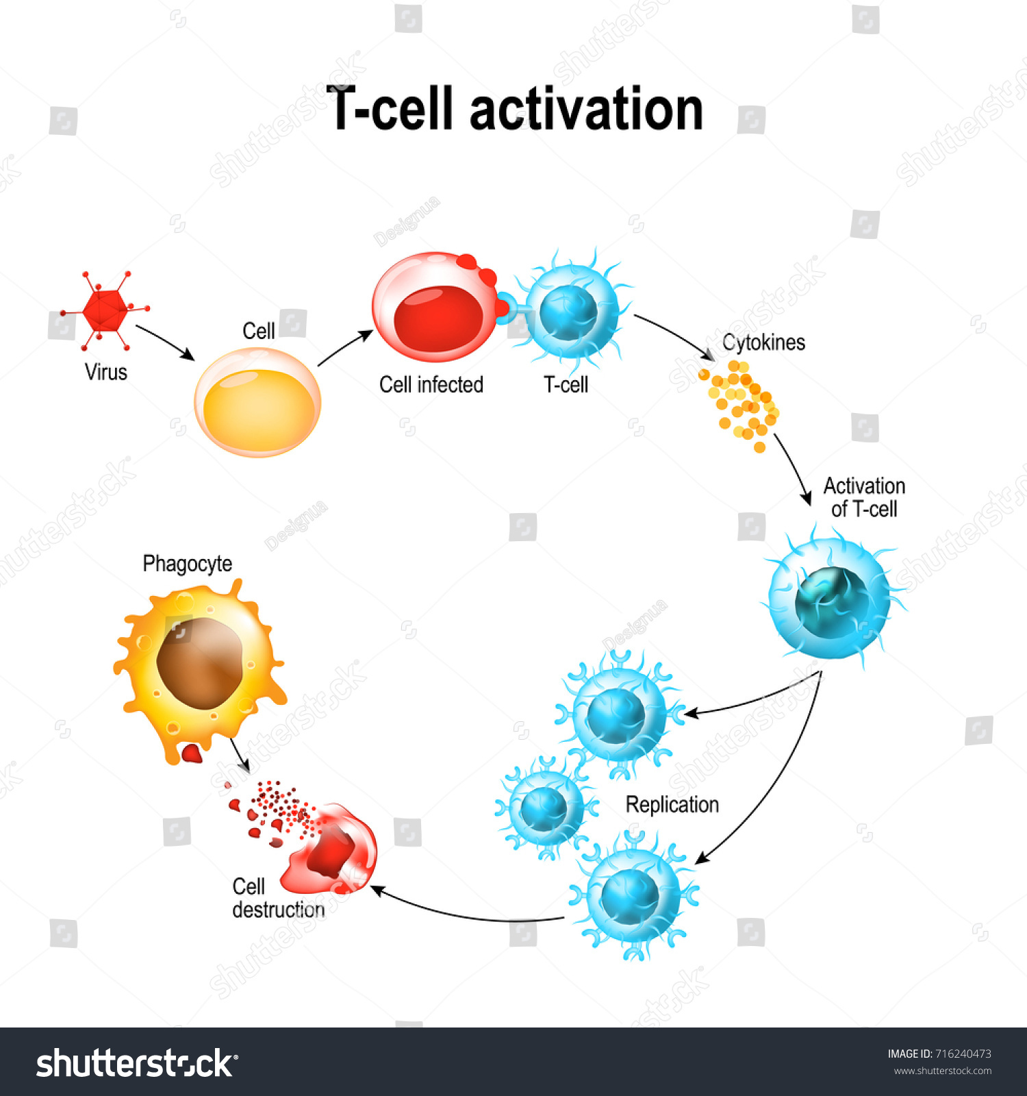 Activation Tcell Leukocytes Tcell Encounters Cognate Stock Illustration ...