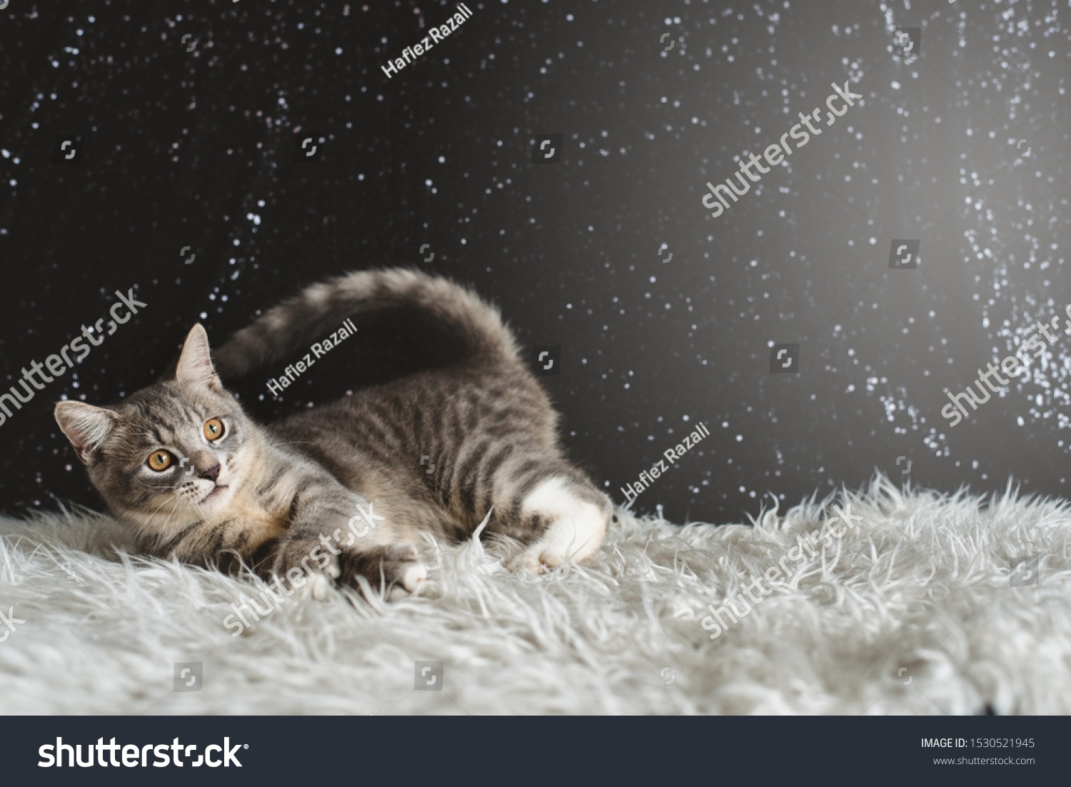 Active Kitten Playing Mixed Breed Maine Stock Photo Edit Now