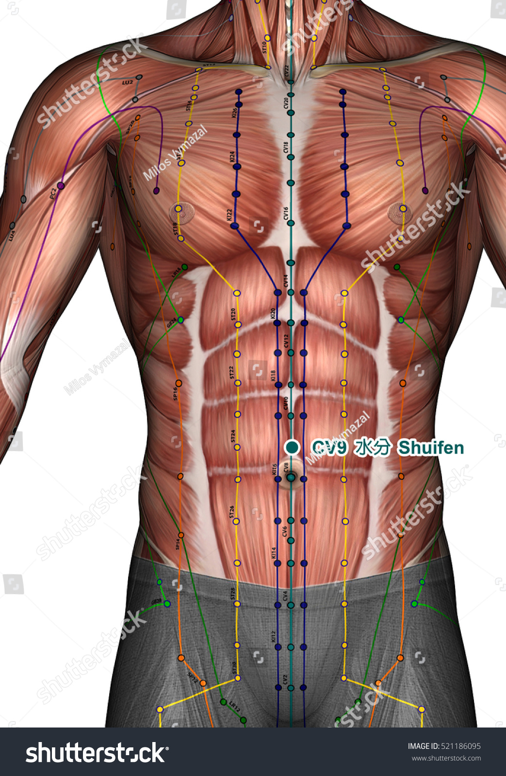 Acupuncture Point Cv9 Shuifen 3d Illustration Stock