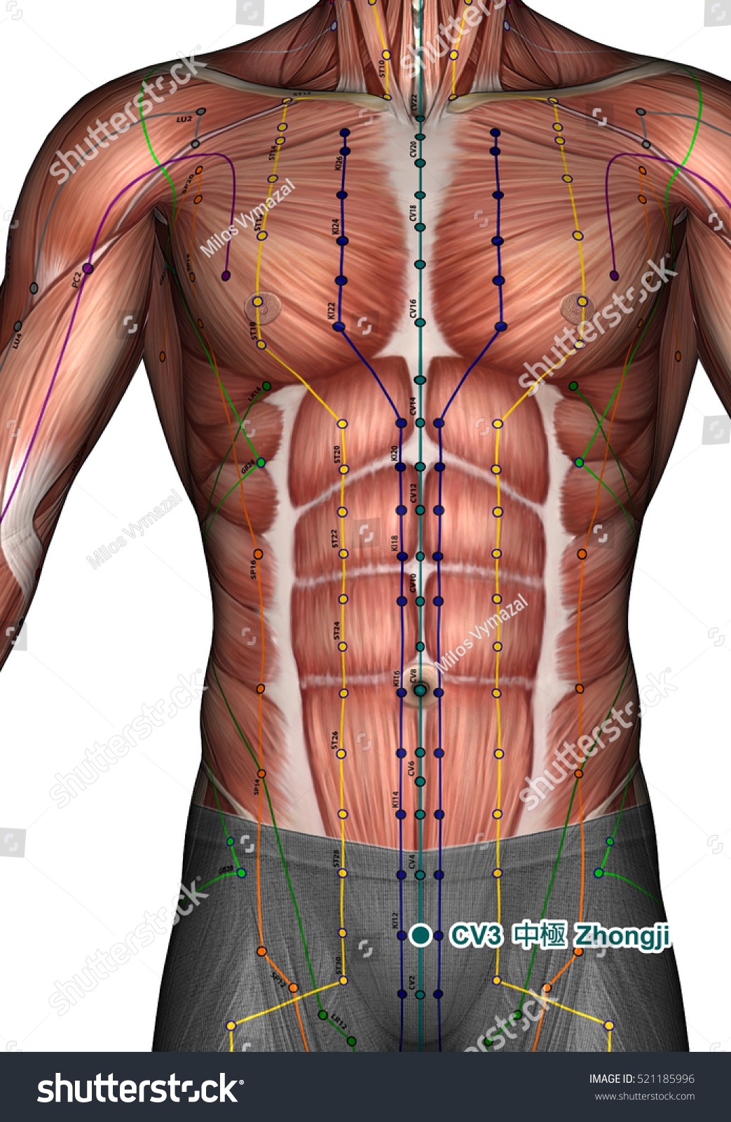 Acupuncture Point Cv3 Zhongji 3d Illustration 521185996 Shutterstock 1176