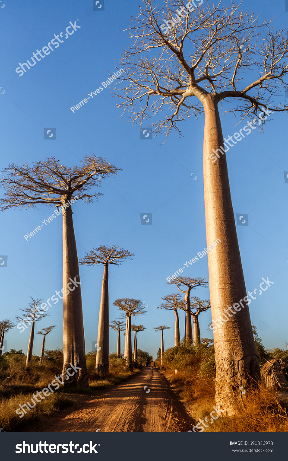 Adansonia Grandidieri Baobab Trees Sunset Avenue Stock Photo Edit Now