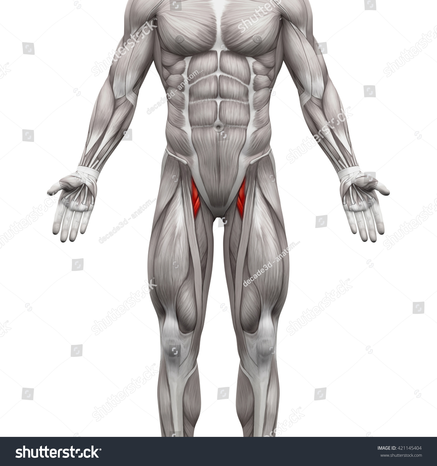 Adductor Brevis Longus Anatomy Muscles Isolated Stock Illustration