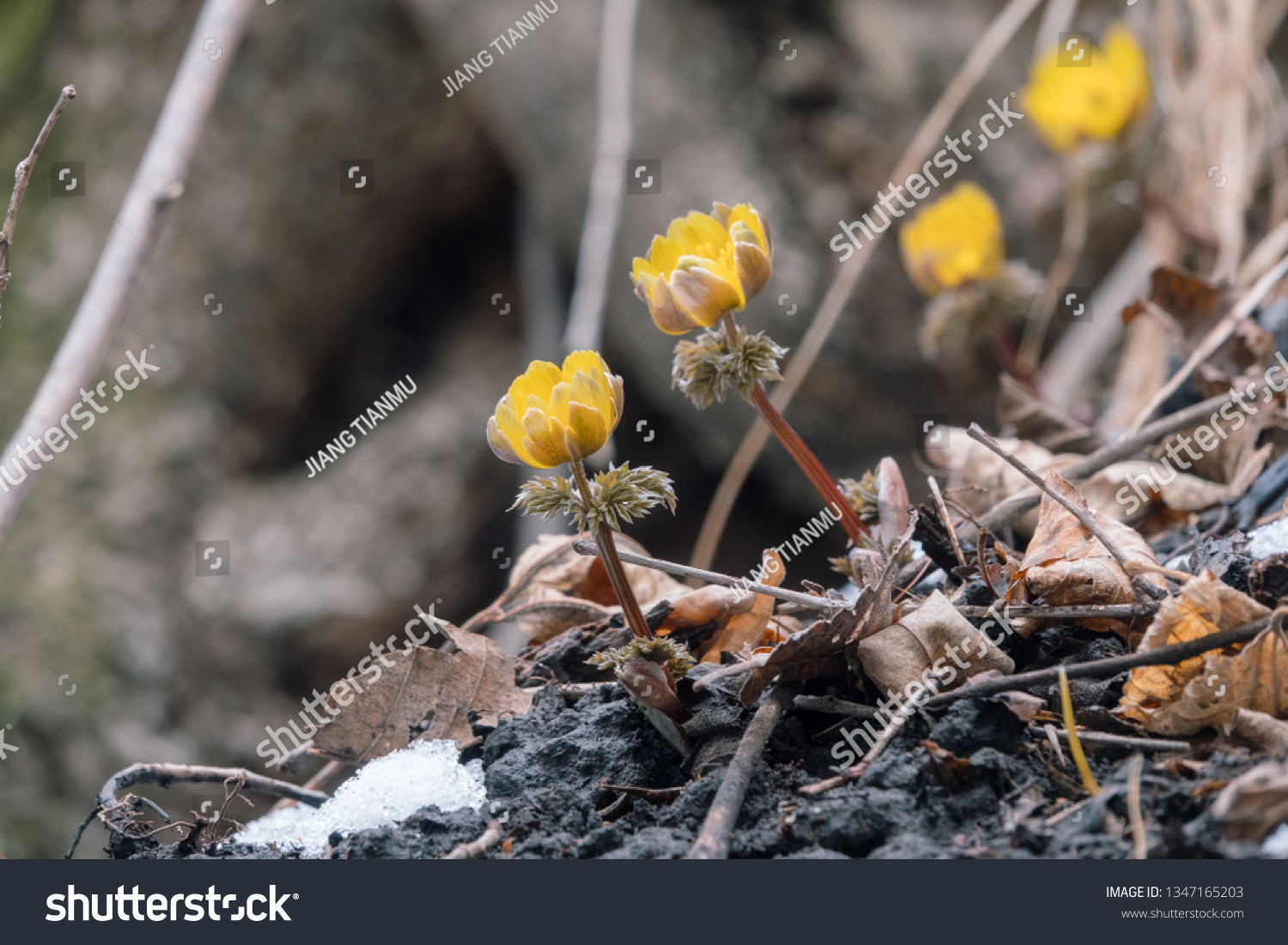 Adonis Amurensis Commonly Known Amur Adonis Stock Photo Edit Now