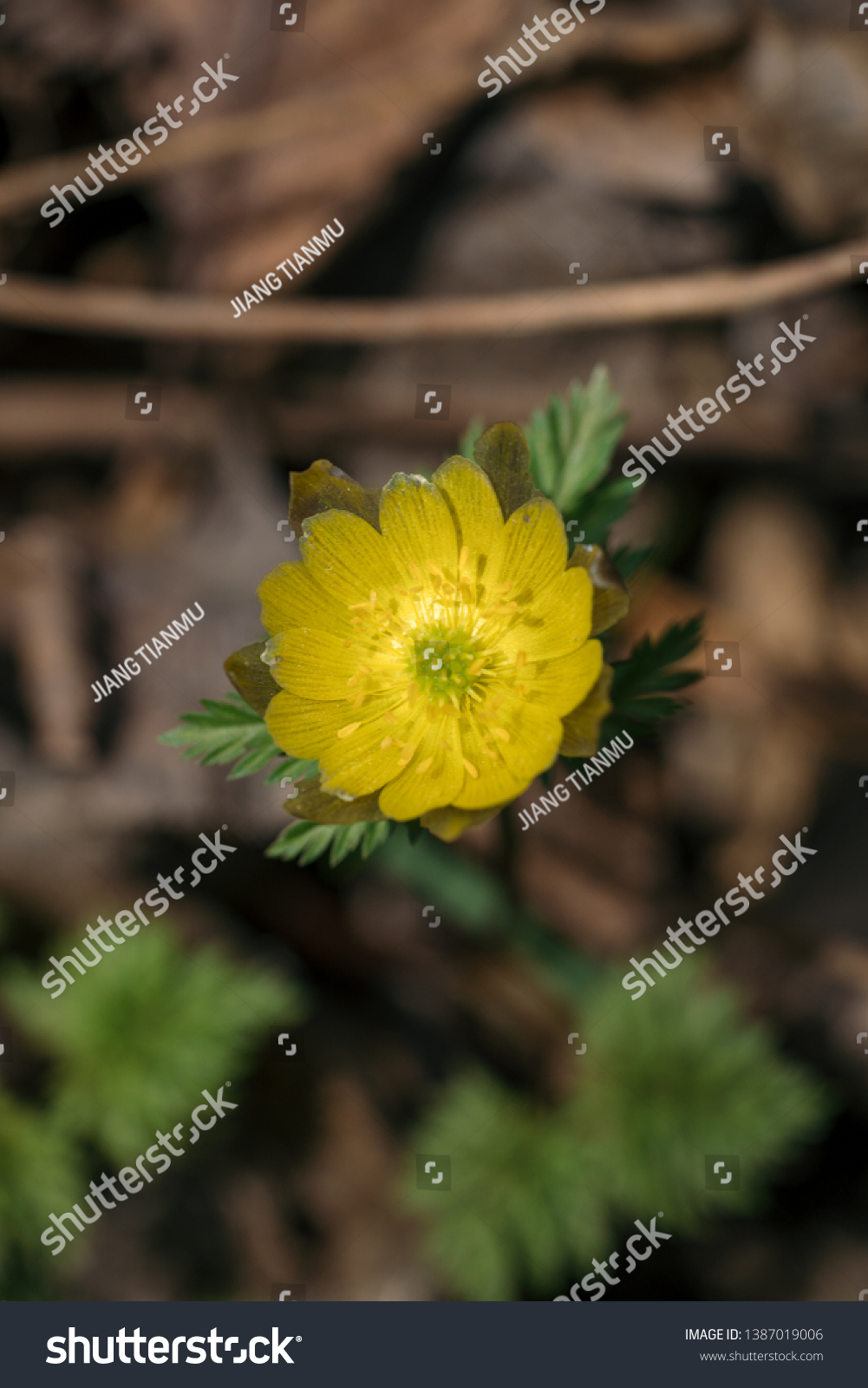 Adonis Amurensis Commonly Known Amur Adonis Stock Photo Edit Now