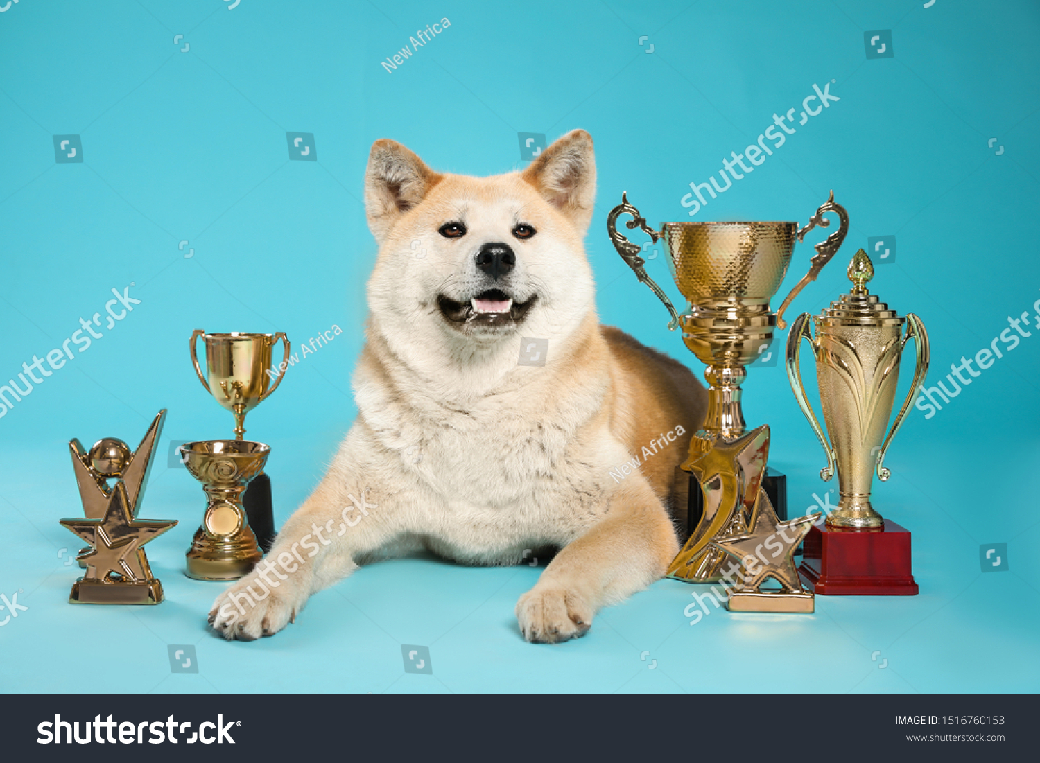 Adorable Akita Inu Dog Champion Trophies Stock Photo Edit Now 1516760153 Command center building commanding the center: shutterstock
