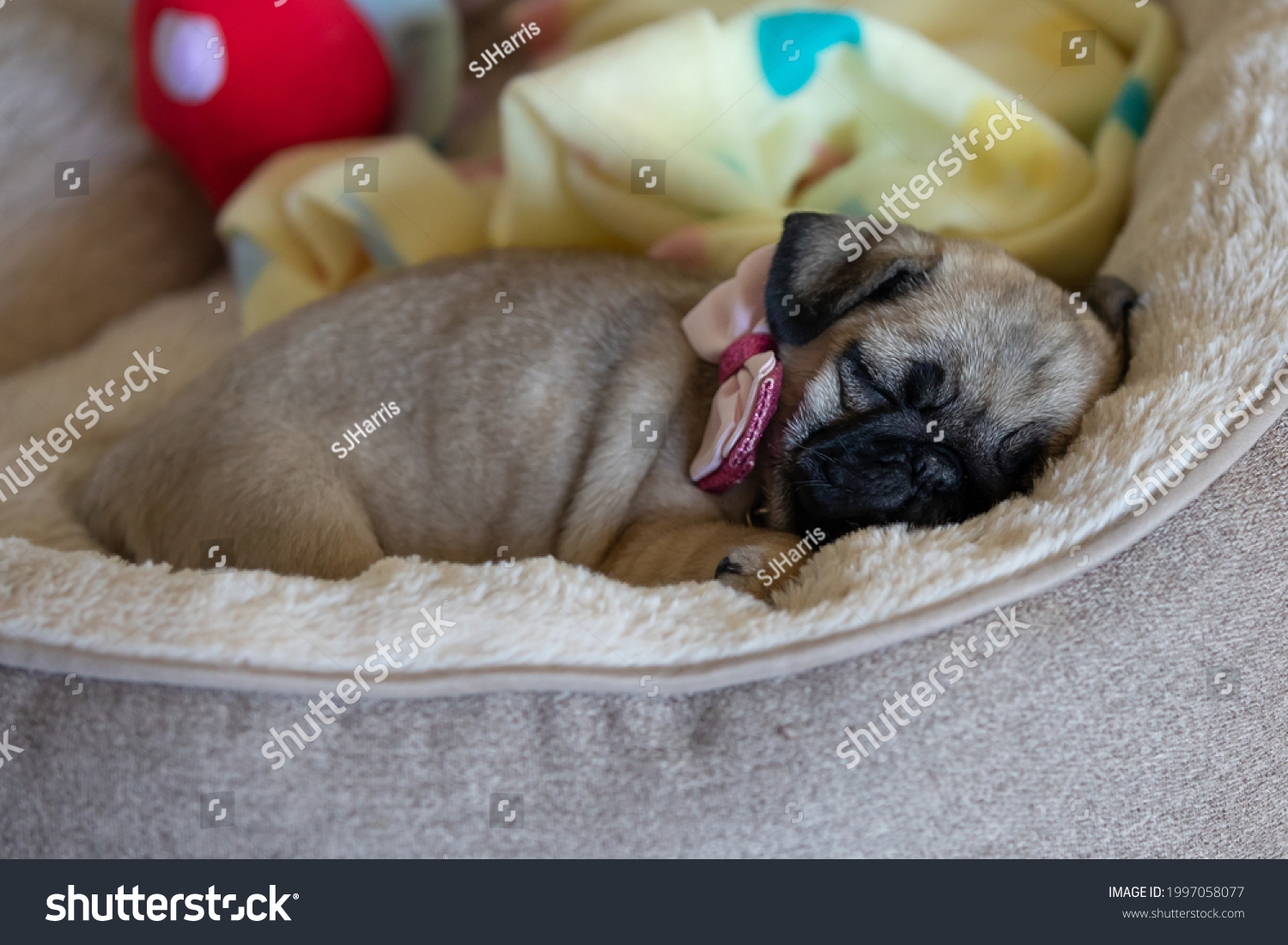 are maltipoo puppies lazy