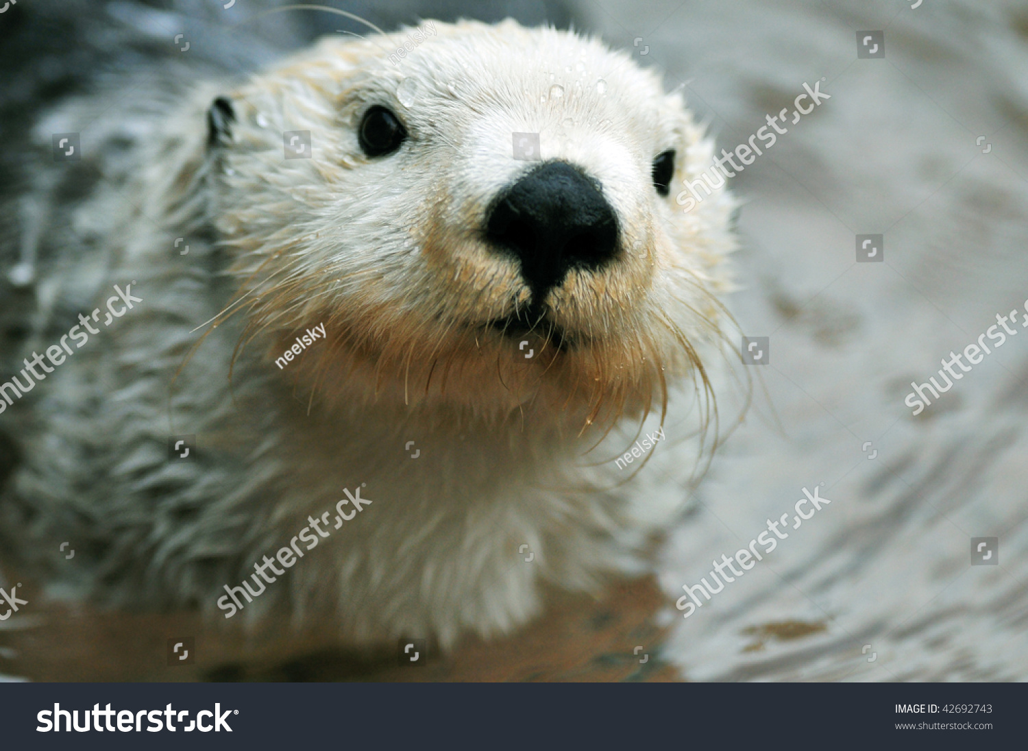 Adorable Arctic White Sea Otter Closeup Stock Photo 42692743 - Shutterstock