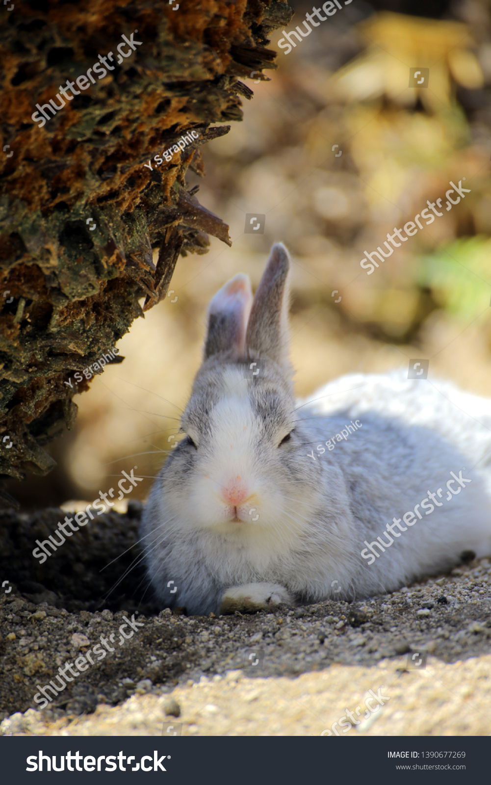 Adorable Baby Rabbit Okunoshima Island Hiroshima Stock Photo Edit Now 1390677269