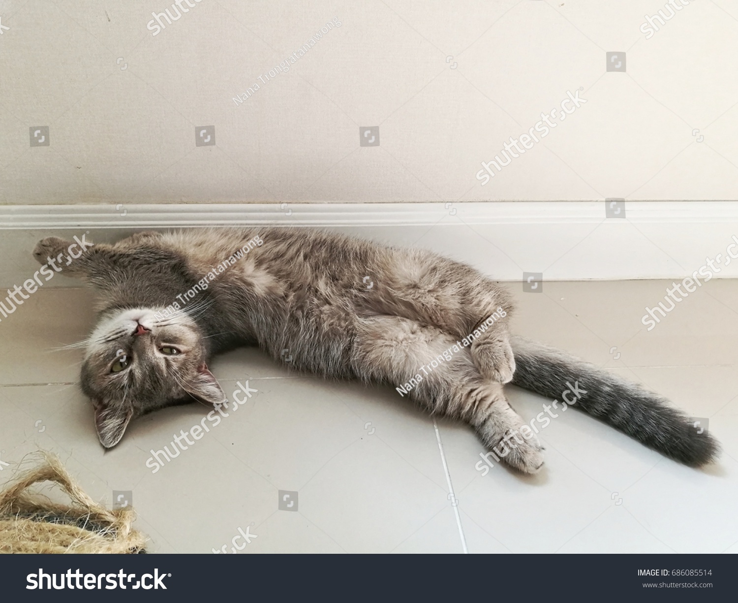 Adorable Blue Tabby British Shorthair Munchkin Stock Photo Edit