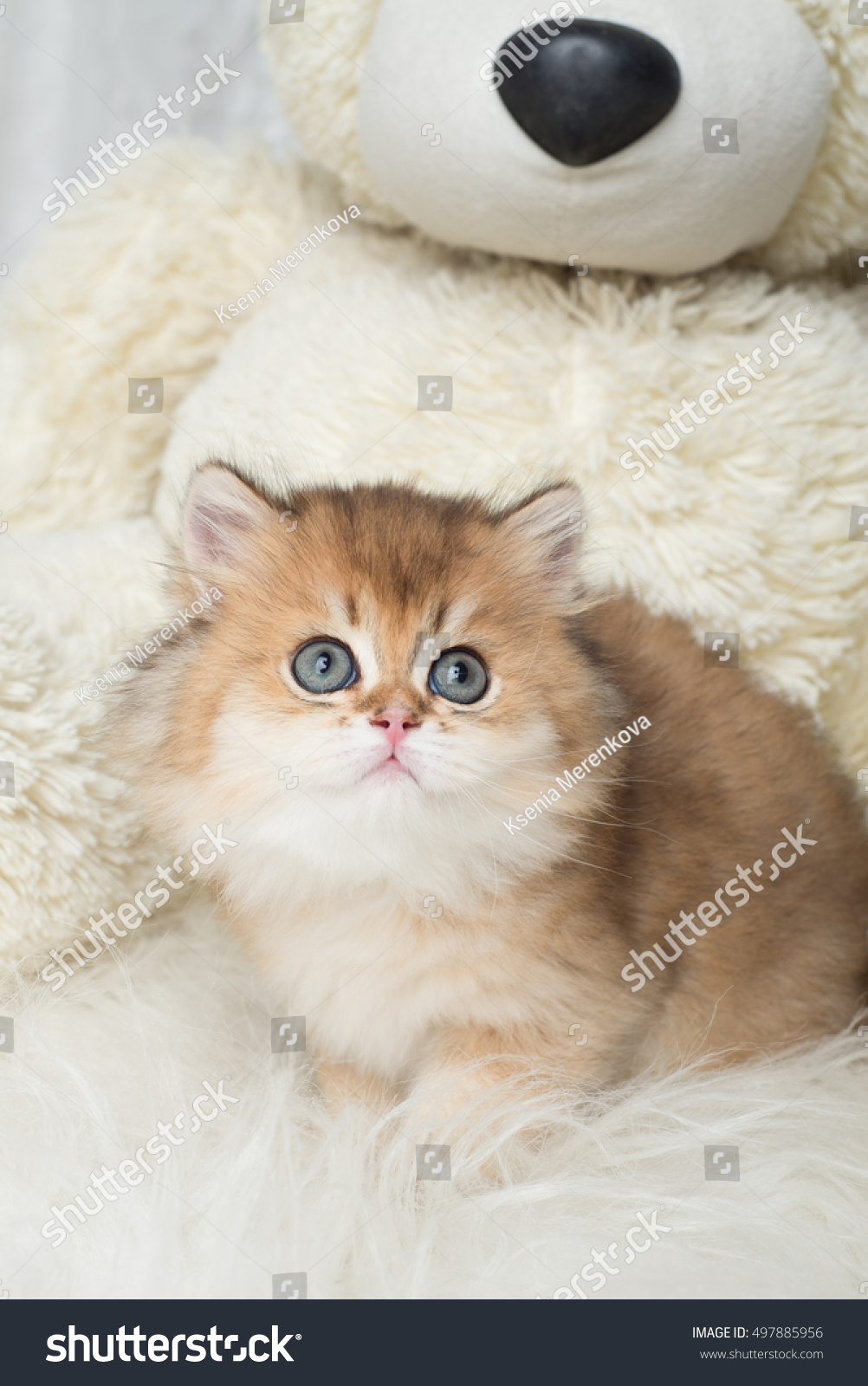 british shorthair teddy bear