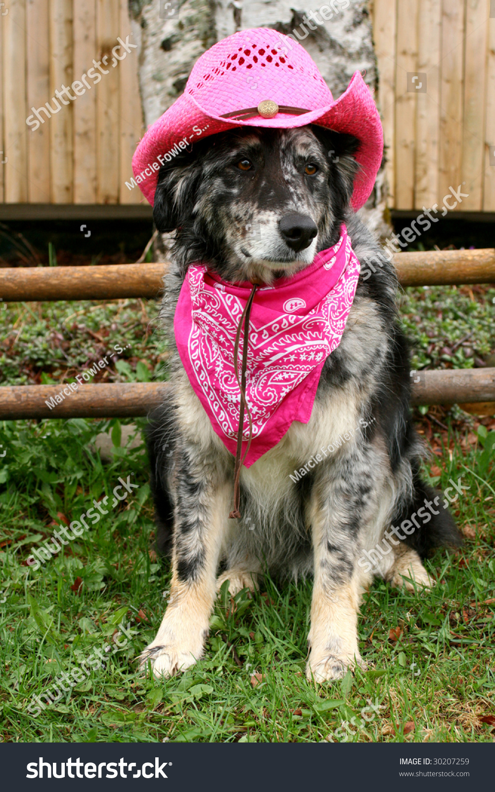 australian shepherd gear