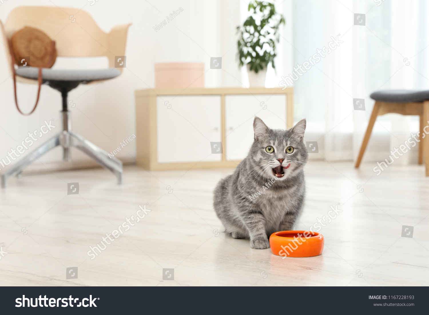 pretty cat bowls