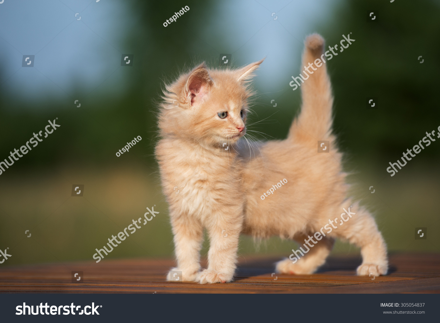 Adorable Cream Maine Coon Kitten Stock Photo 305054837 : Shutterstock