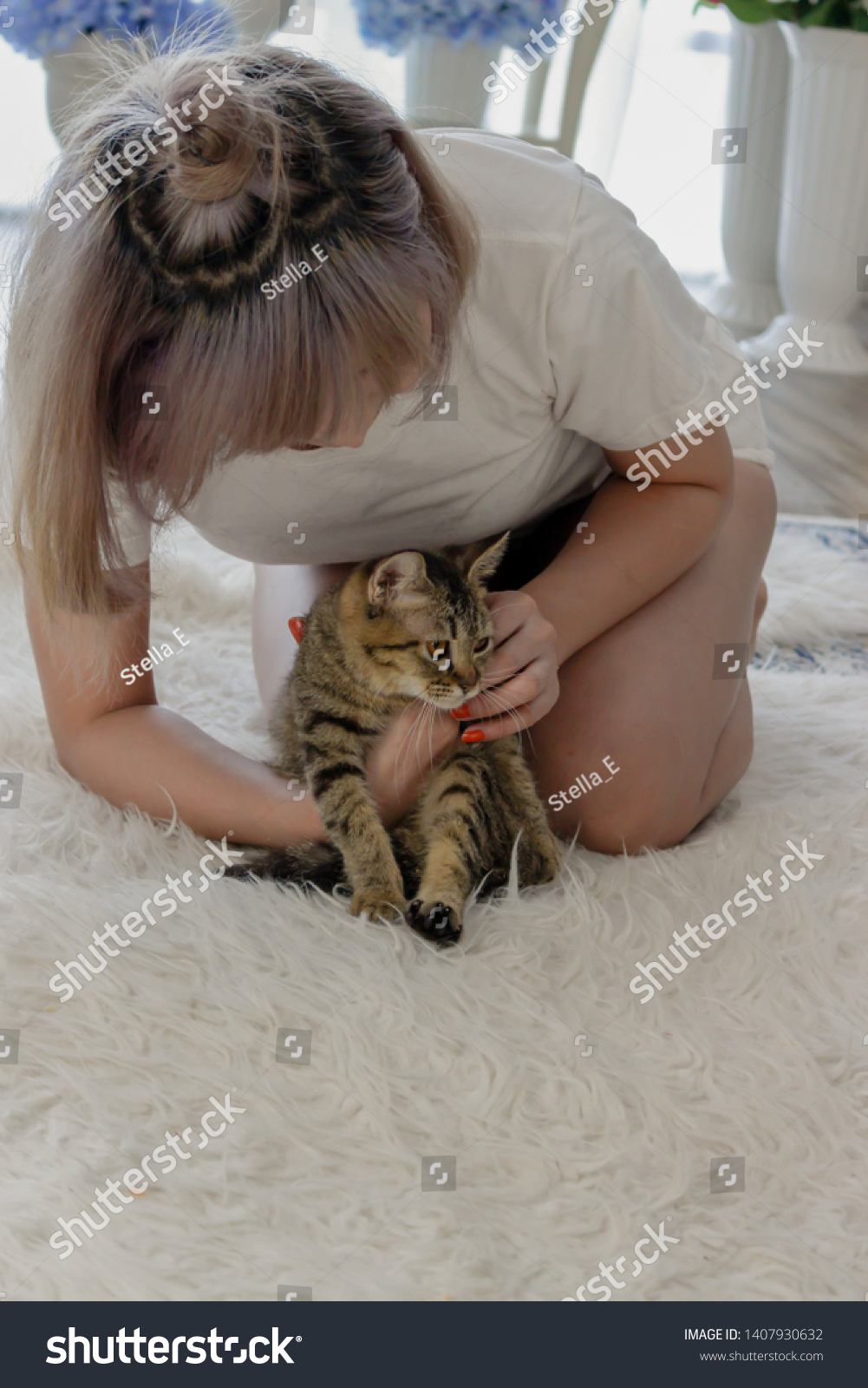 Adorable Fluffy Brown American Shorthair Cat Stock Photo Edit Now