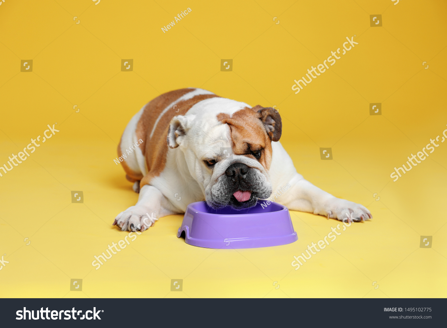 english bulldog feeding bowls