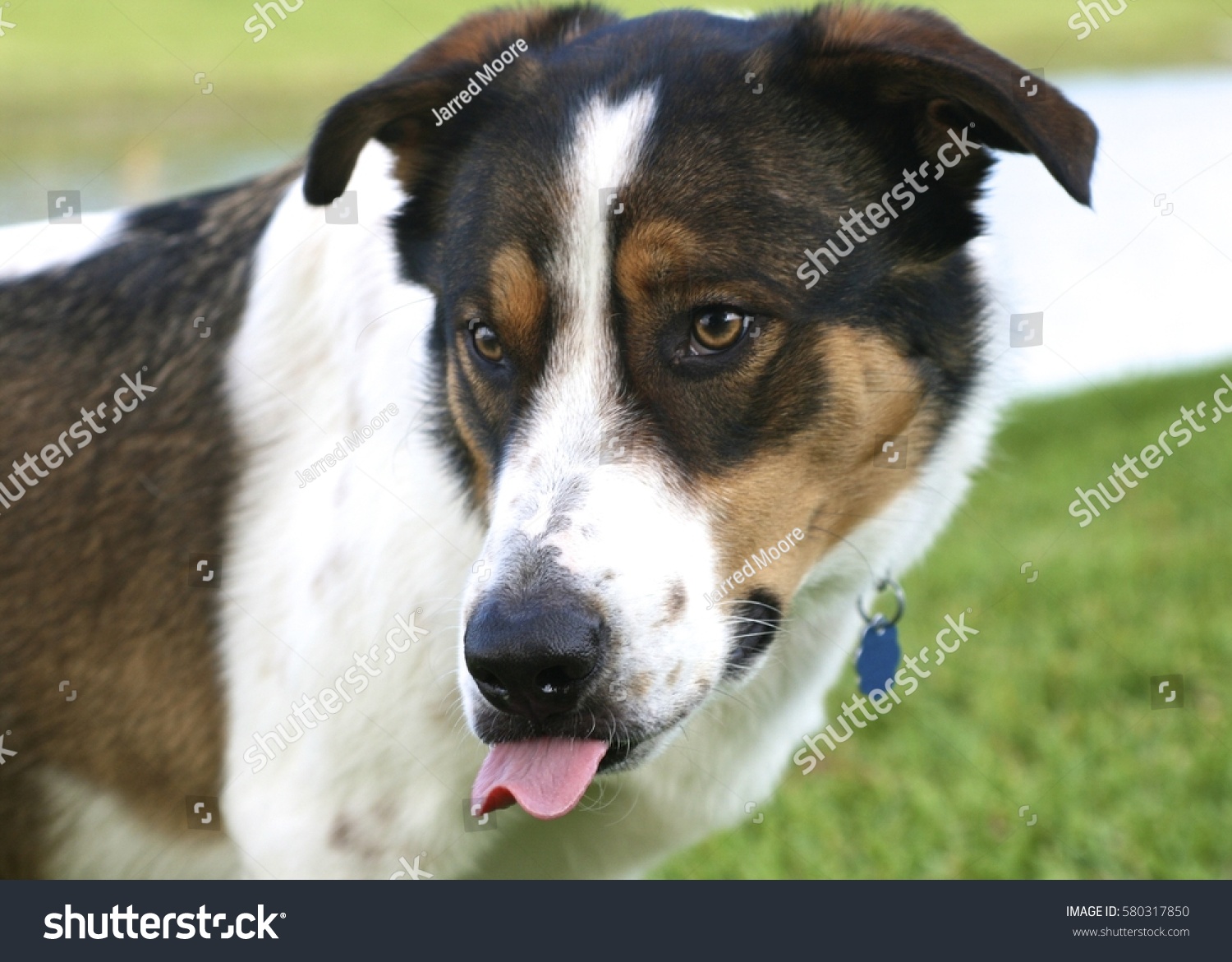 Adorable Australian Shepherd Mix Dog Photo (Edit Now) 580317850