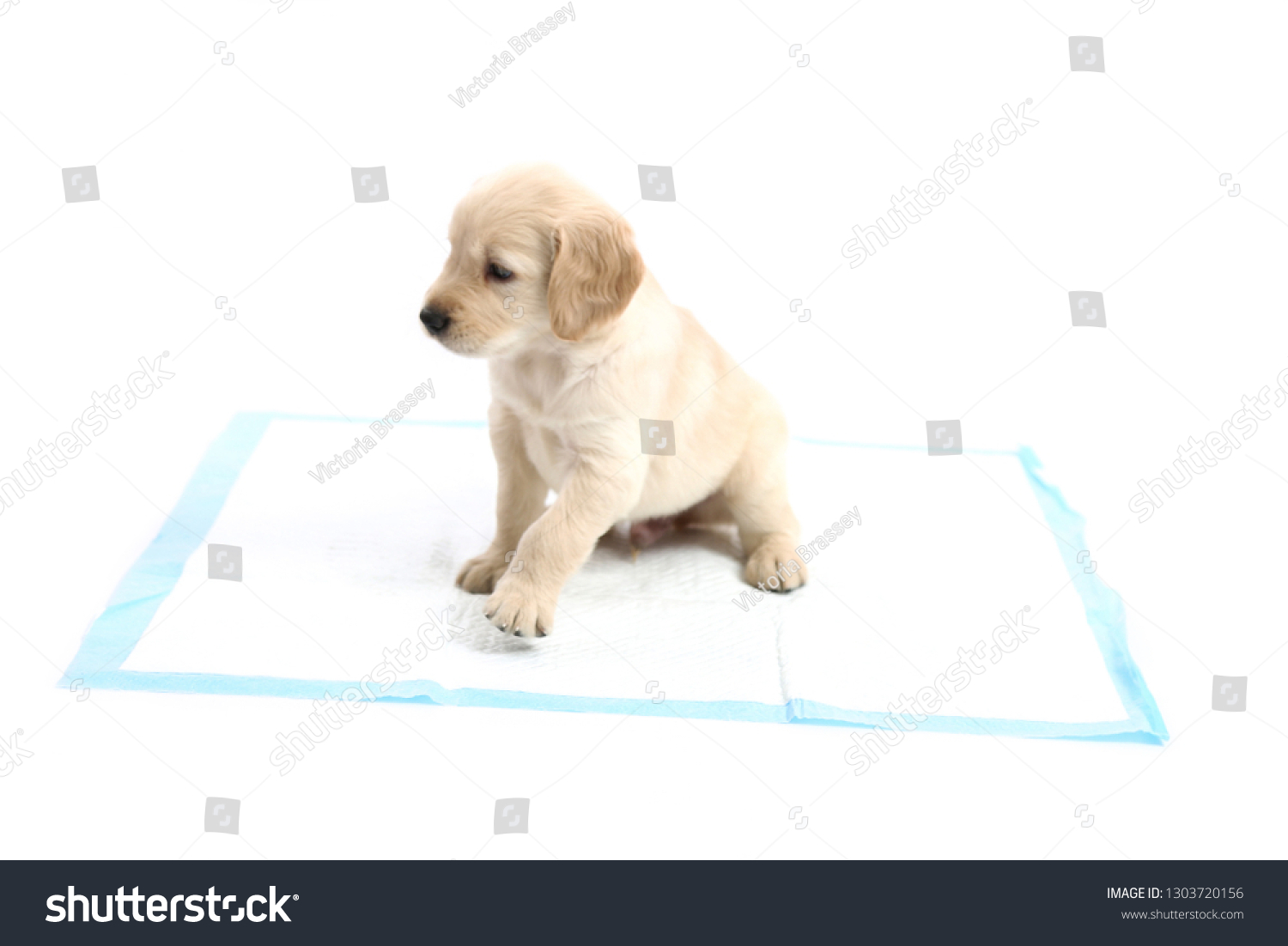 Adorable Golden Retriever Puppy Dog Sitting Stock Photo Edit Now