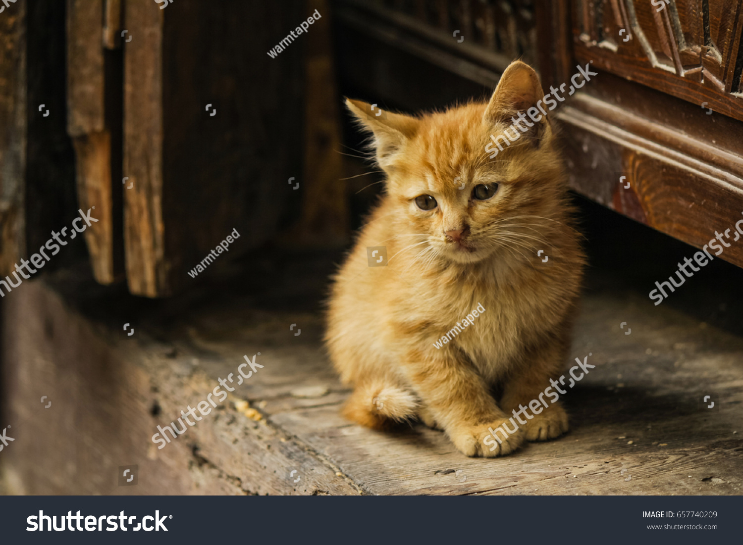 Adorable Kitten Ginger Long Haired Red Stock Photo Edit Now