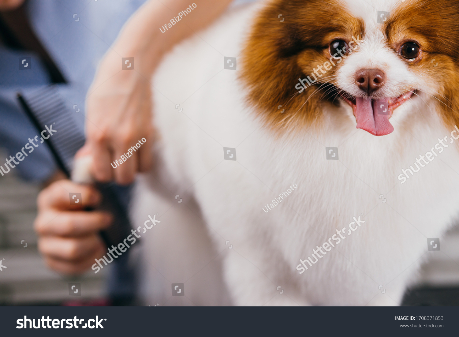 adorable dogs grooming salon