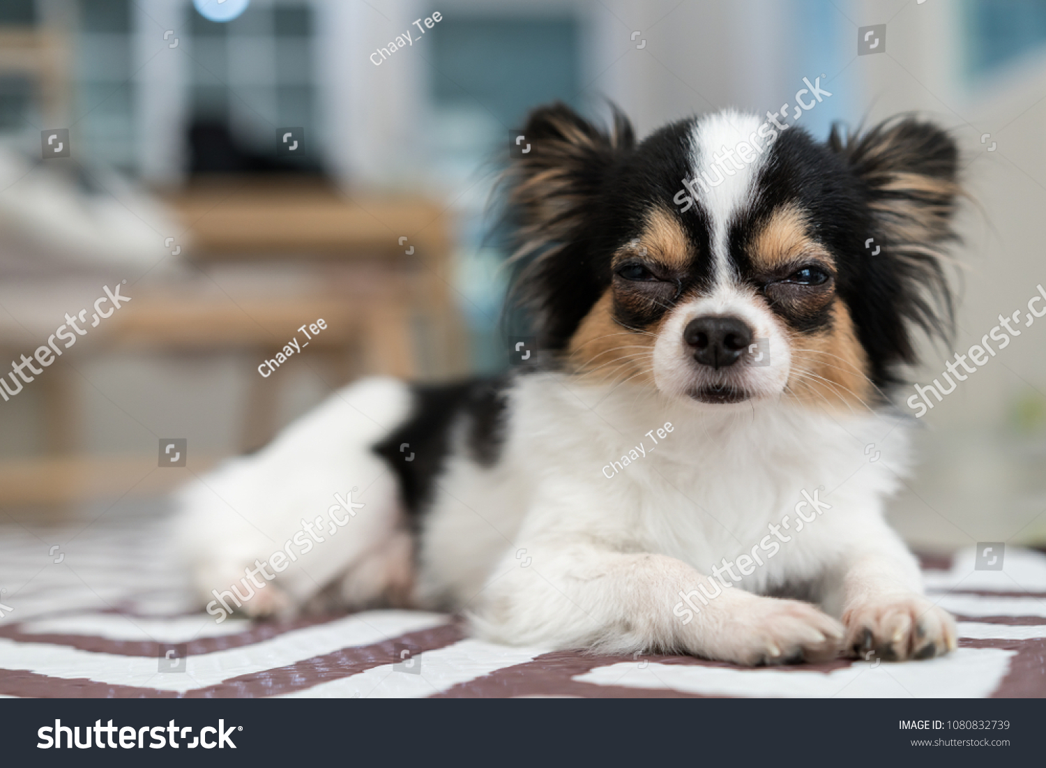 Adorable Longshort Hair Chihuahua Dog Sleepy Stock Photo Edit Now