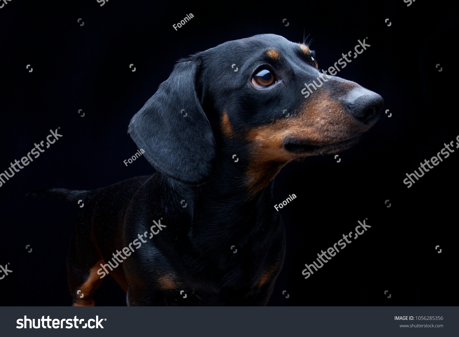 adorable mini dachshunds
